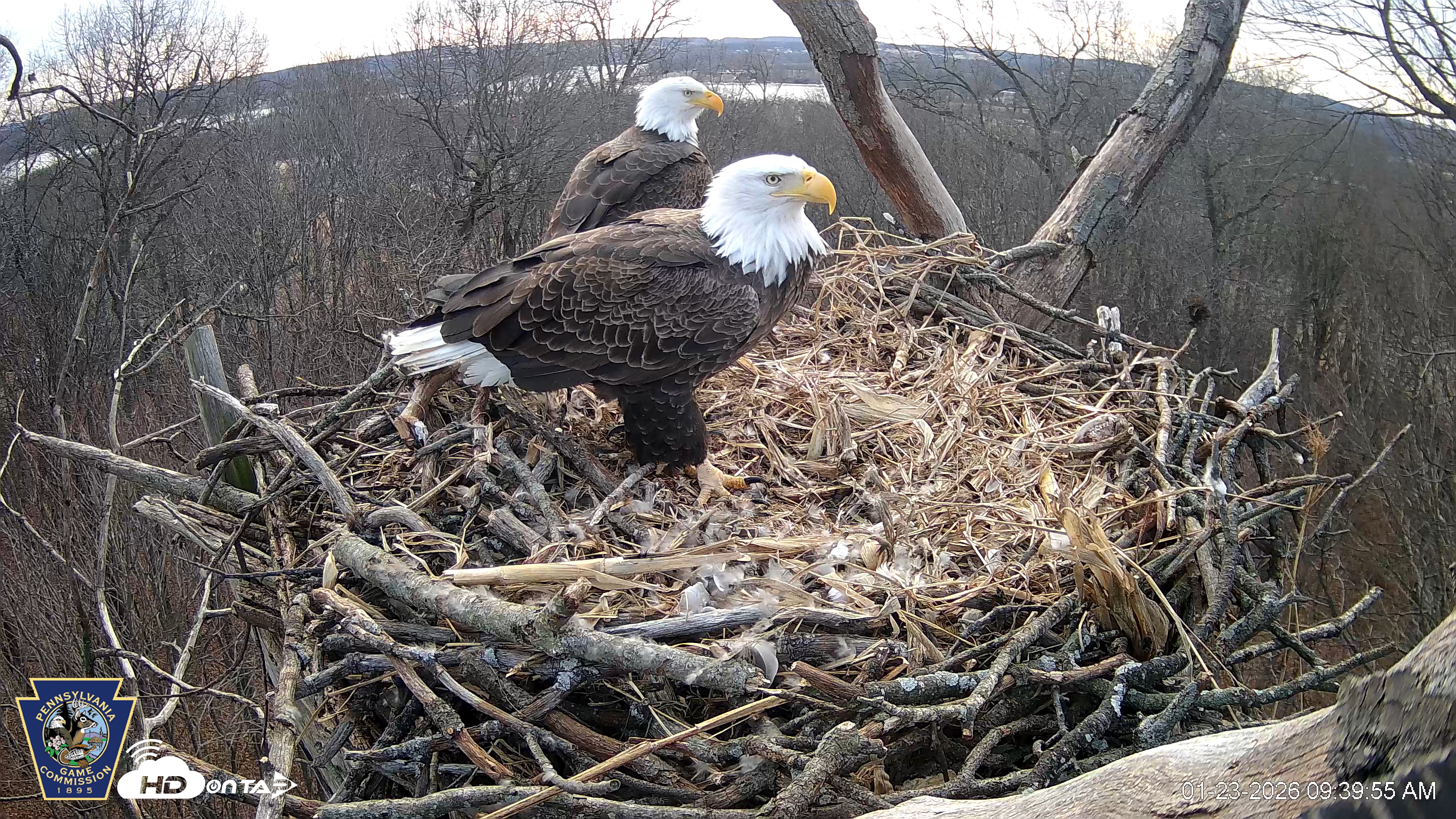 Snapshot of Hanover Eagles Live Cam taken Jan 23, 2026, 9:39am EST