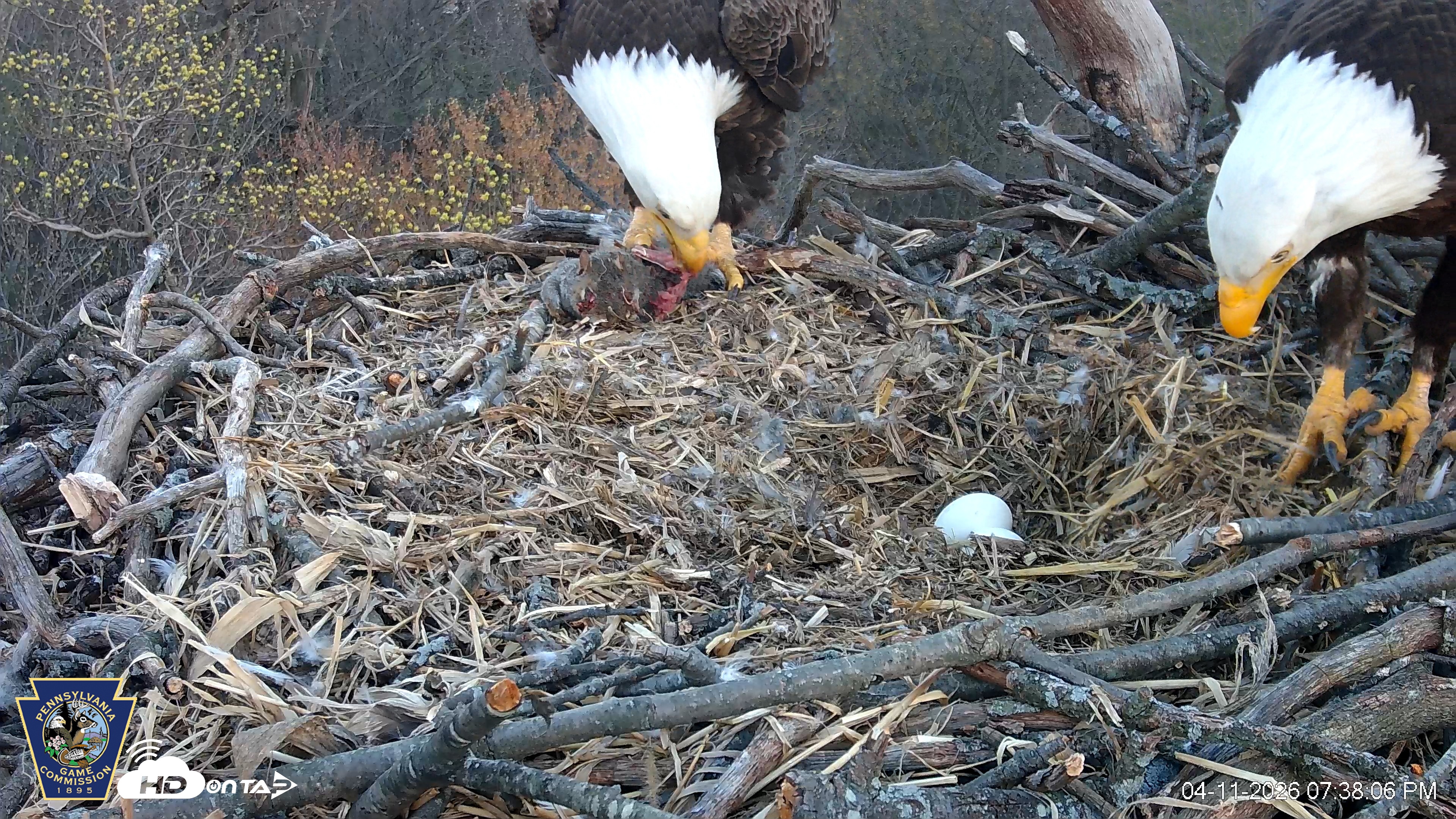 Snapshot of Hanover Eagles Live Cam taken Apr 11, 2026, 7:39pm EDT