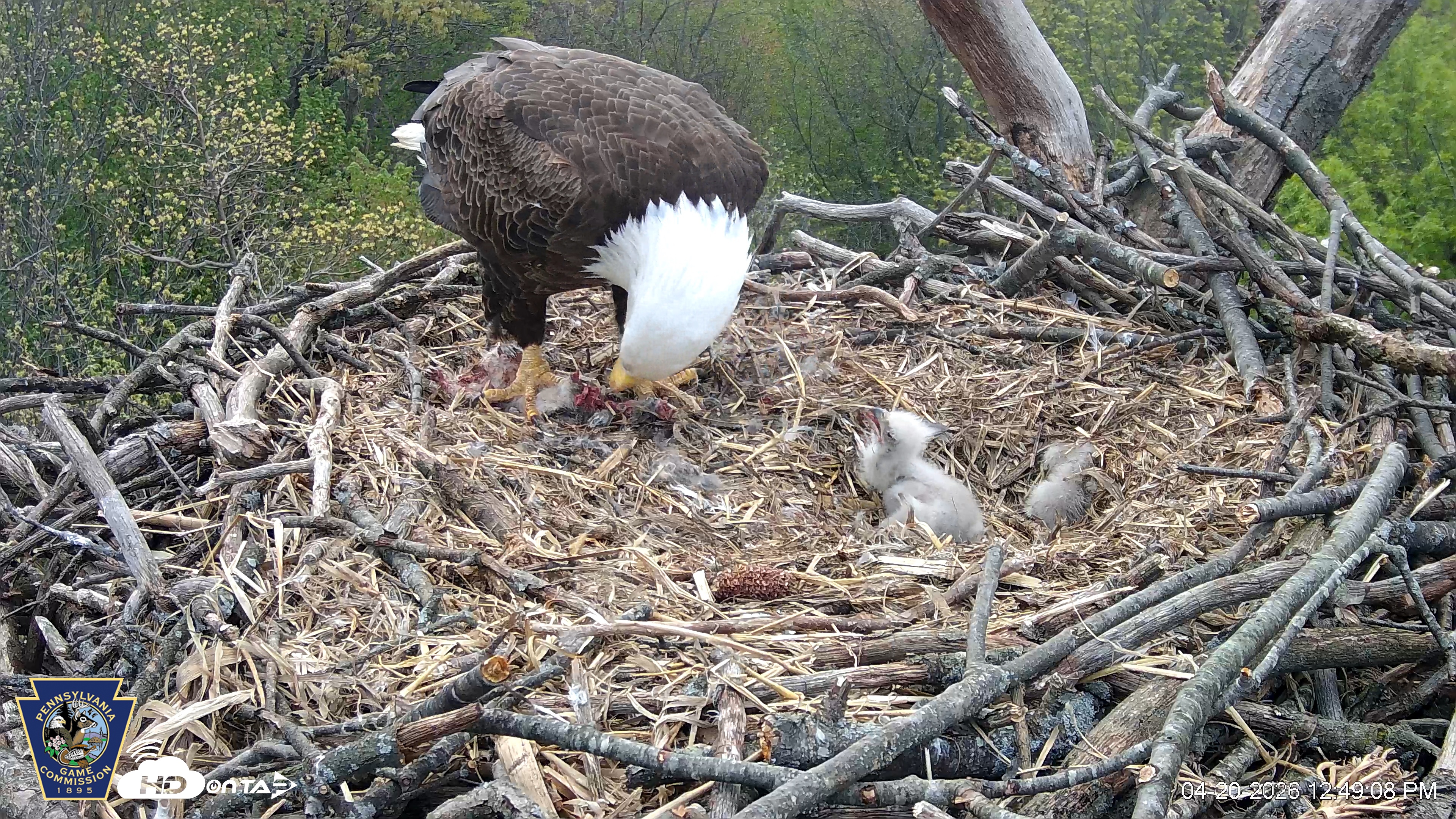 Snapshot of Hanover Eagles Live Cam taken Apr 20, 2026, 12:49pm EDT