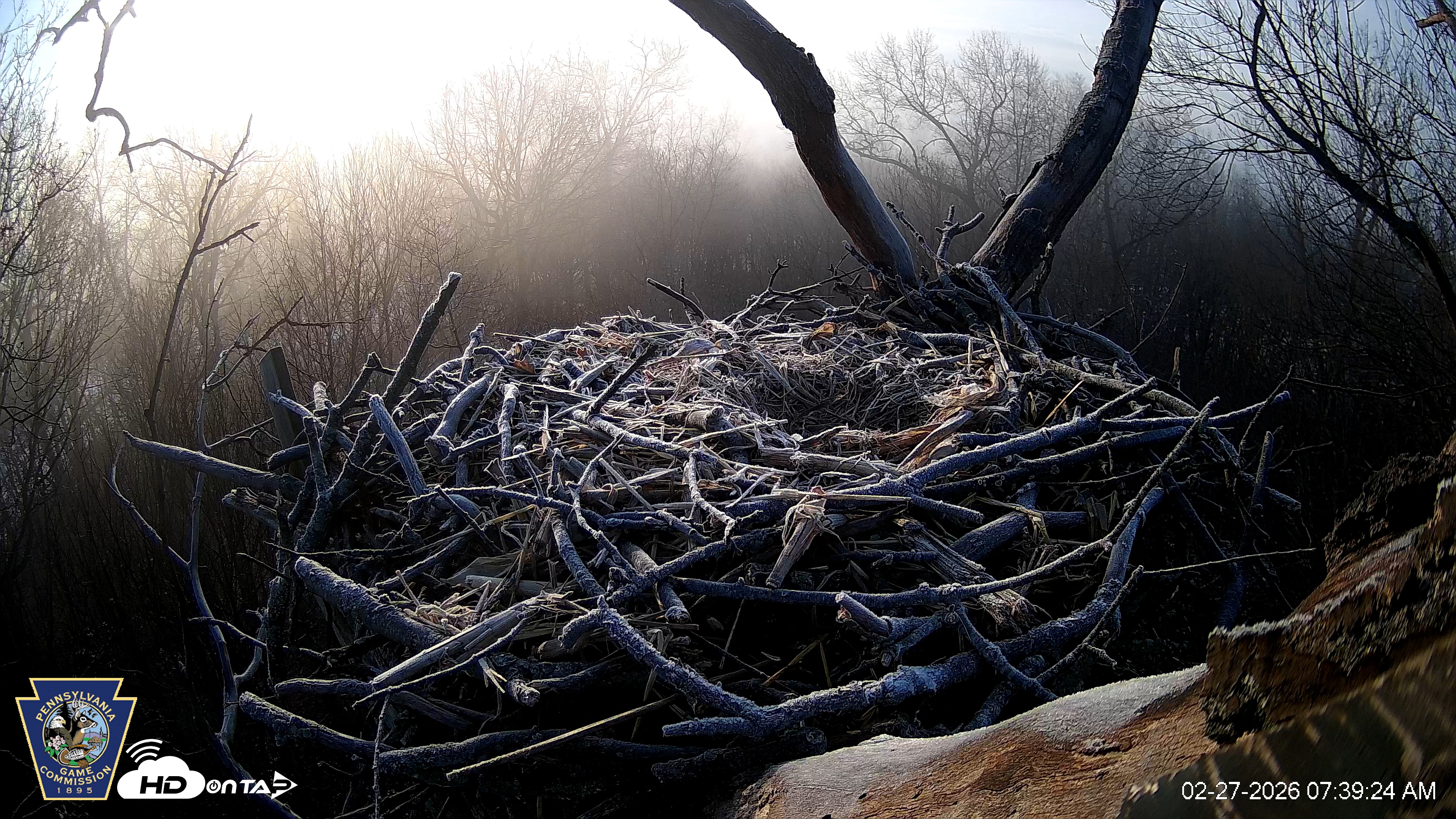 Snapshot of Hanover Eagles Live Cam taken Feb 27, 2026, 7:40am EST