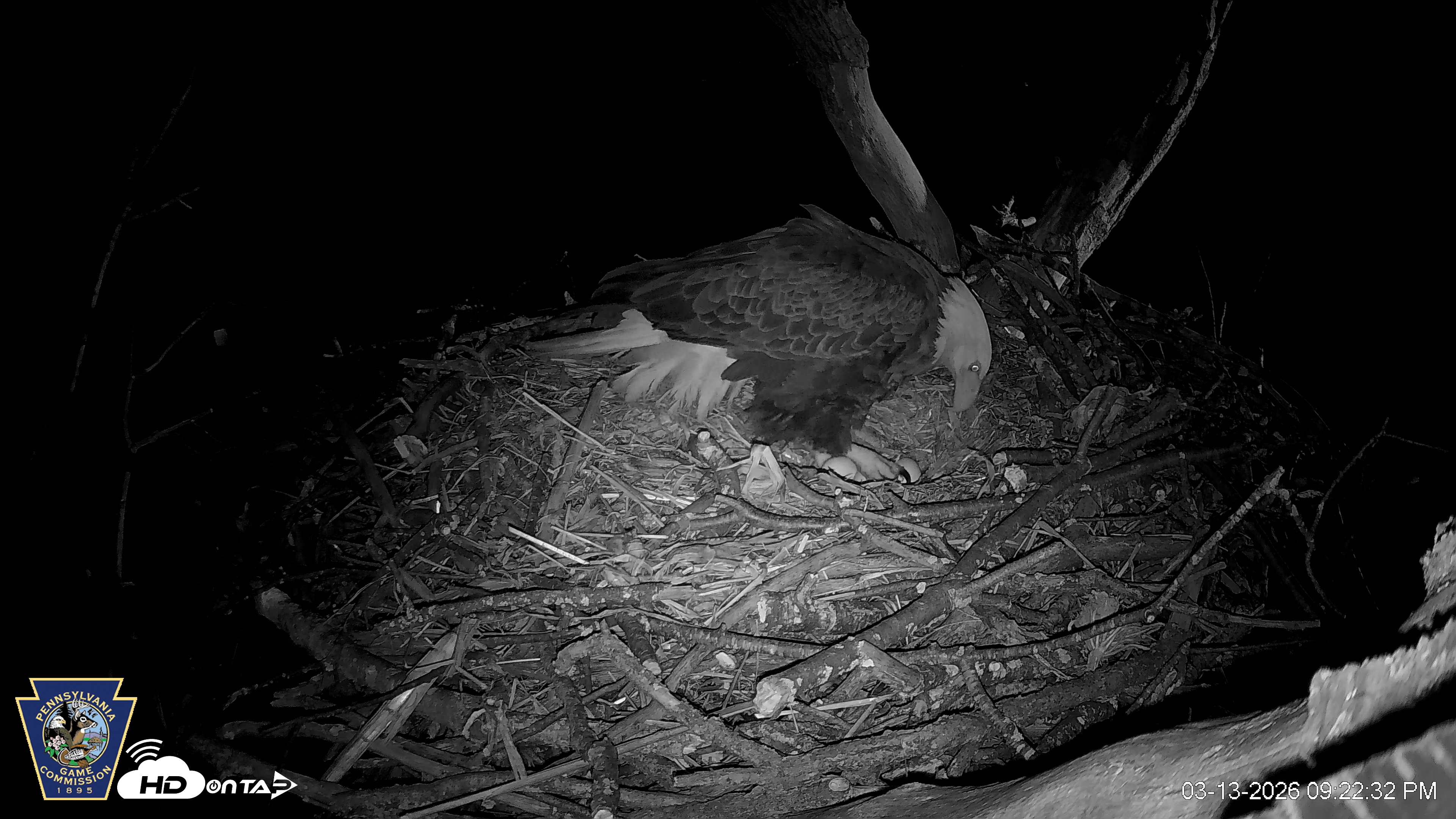 Snapshot of Hanover Eagles Live Cam taken Mar 13, 2026, 9:22pm EDT