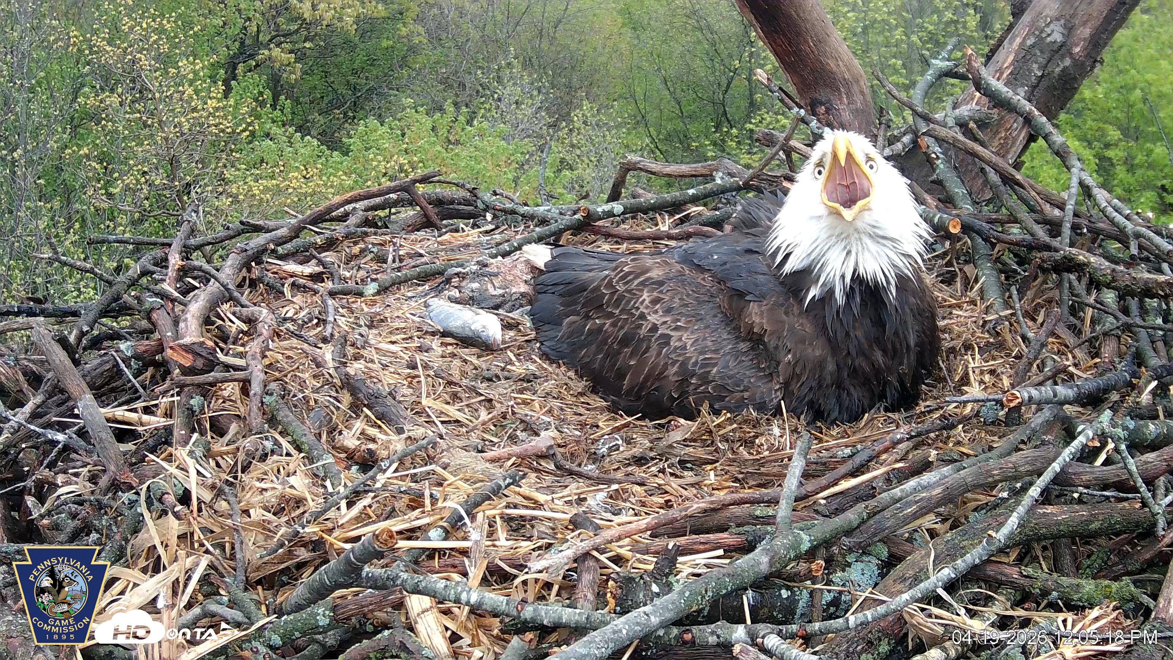 Snapshot of Hanover Eagles Live Cam taken Apr 19, 2026, 12:05pm EDT