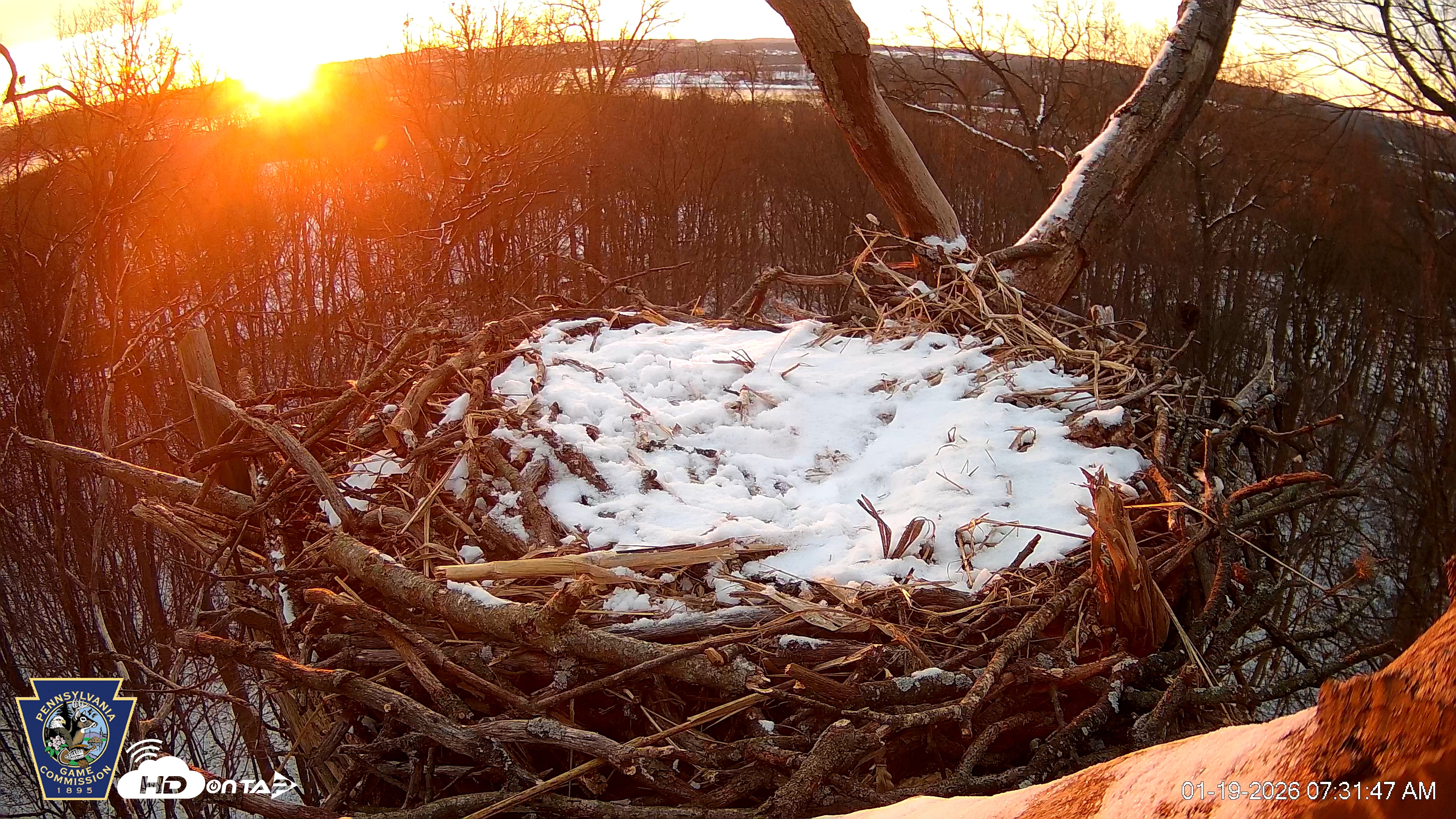 Snapshot of Hanover Eagles Live Cam taken Jan 19, 2026, 7:32am EST