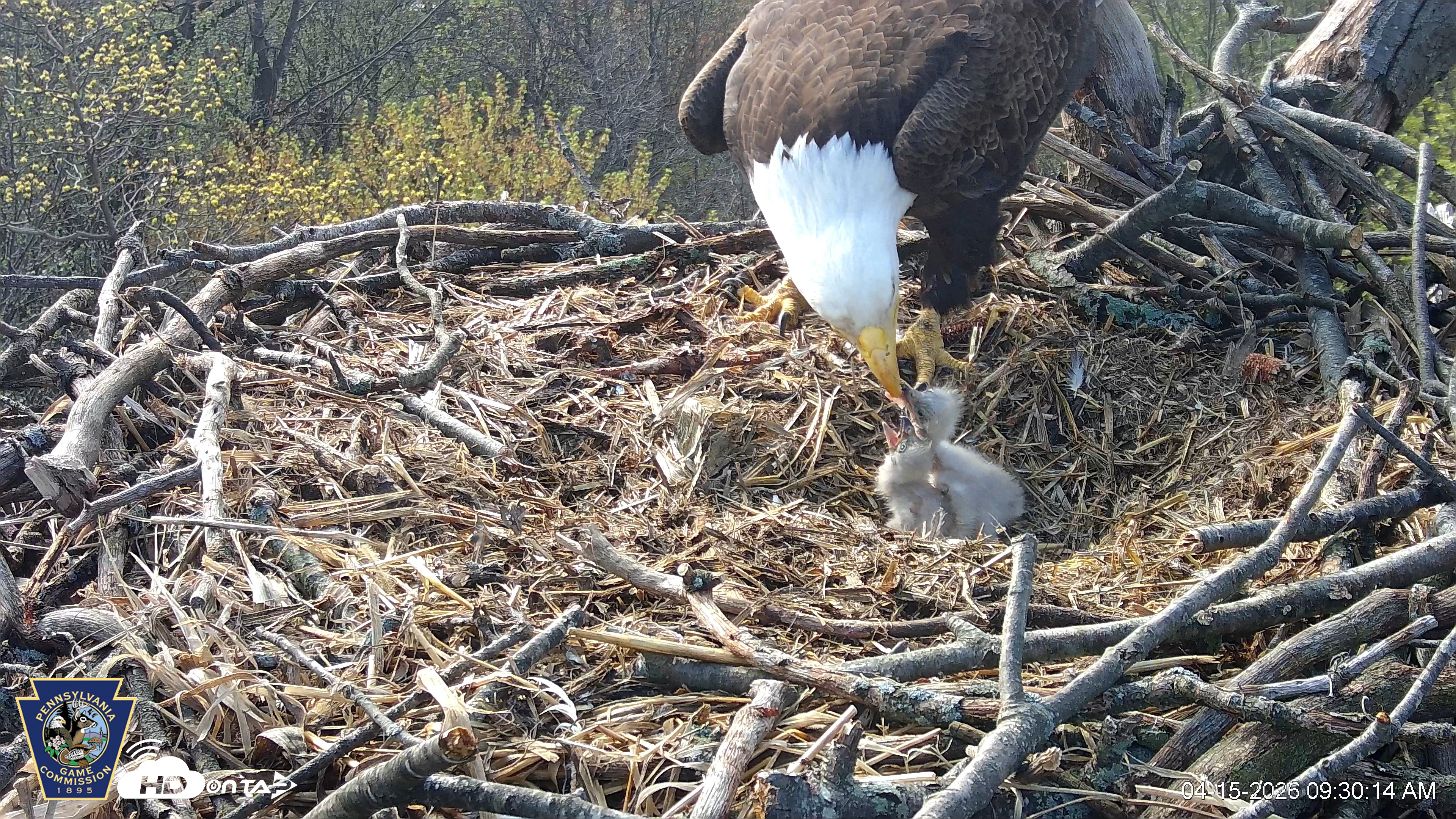 Snapshot of Hanover Eagles Live Cam taken Apr 15, 2026, 9:30am EDT