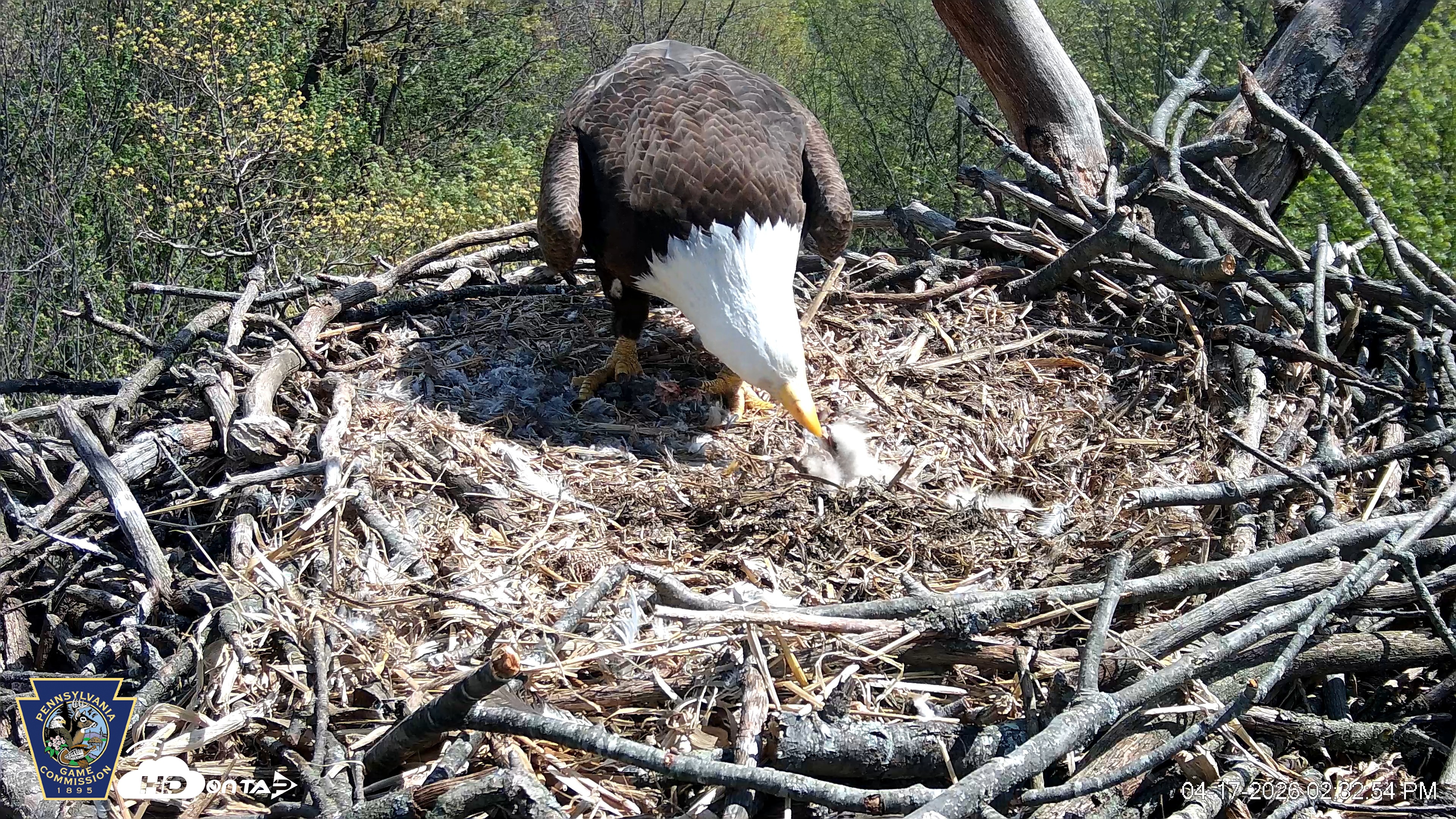 Snapshot of Hanover Eagles Live Cam taken Apr 17, 2026, 2:33pm EDT