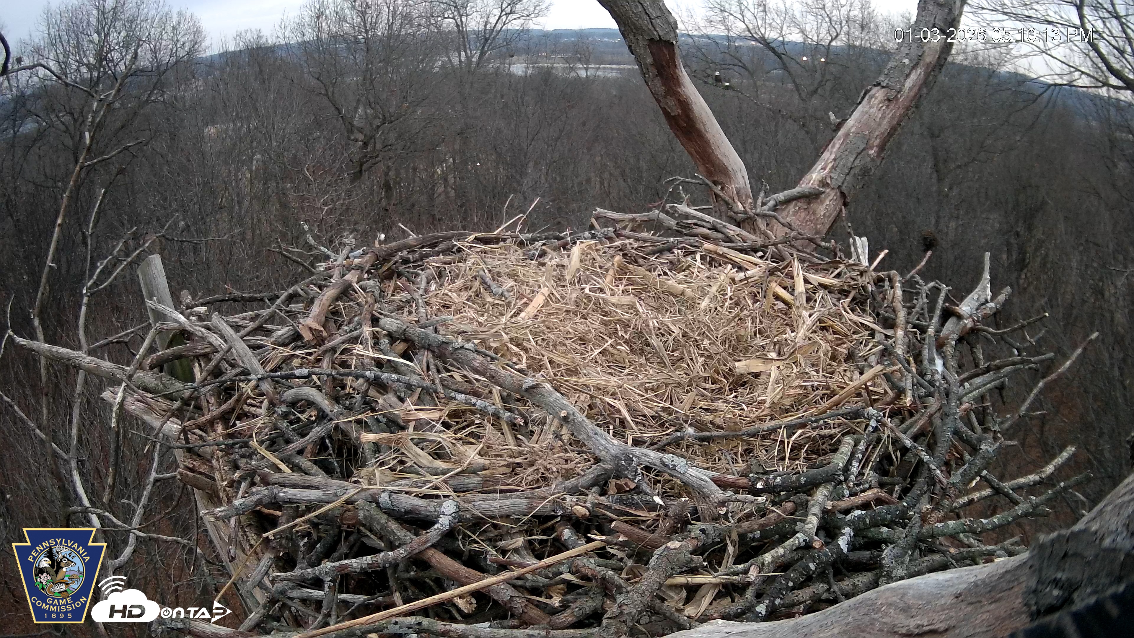 Snapshot of Hanover Eagles Live Cam taken Jan 3, 2026, 5:10pm EST
