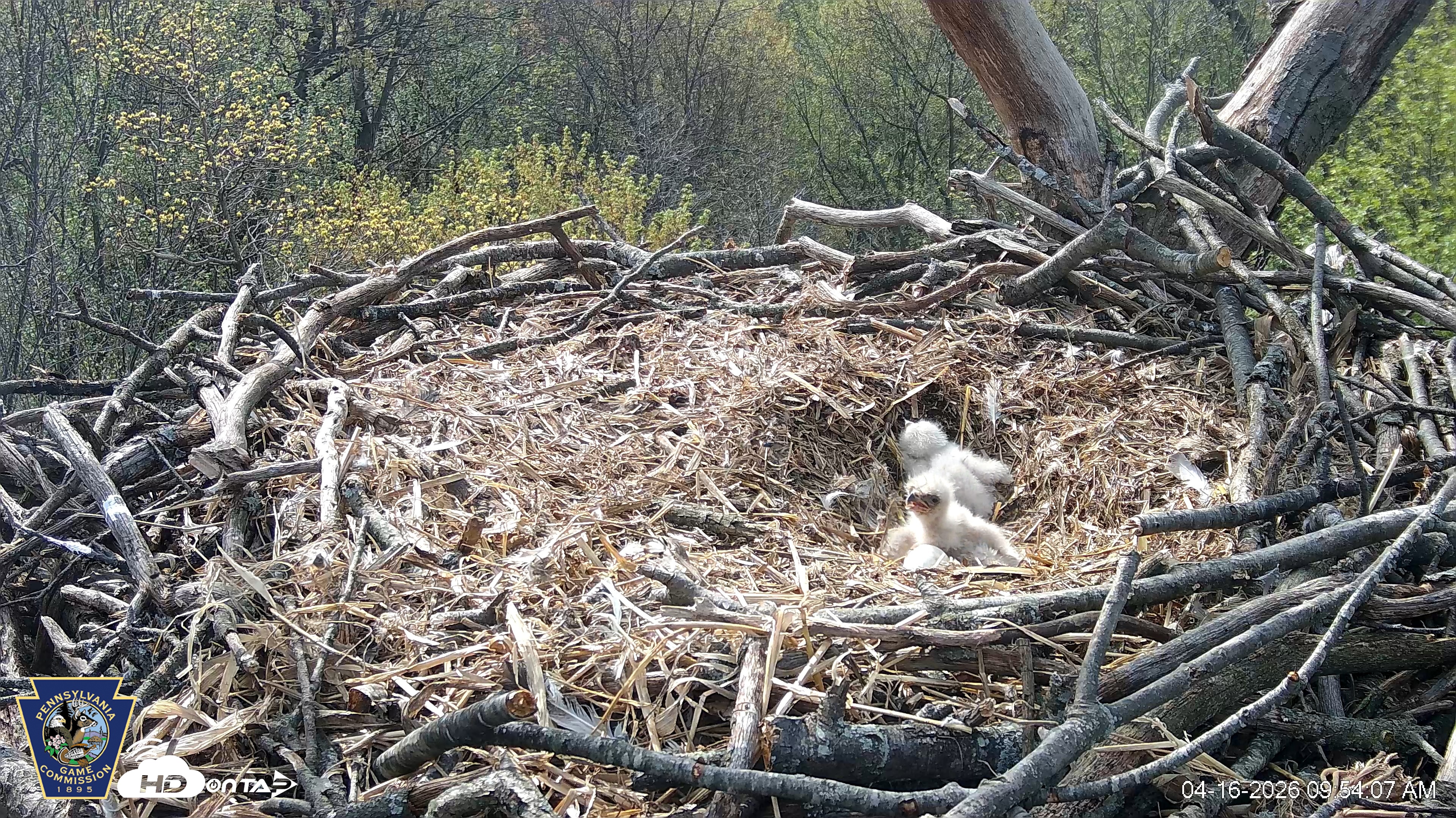 Snapshot of Hanover Eagles Live Cam taken Apr 16, 2026, 9:54am EDT