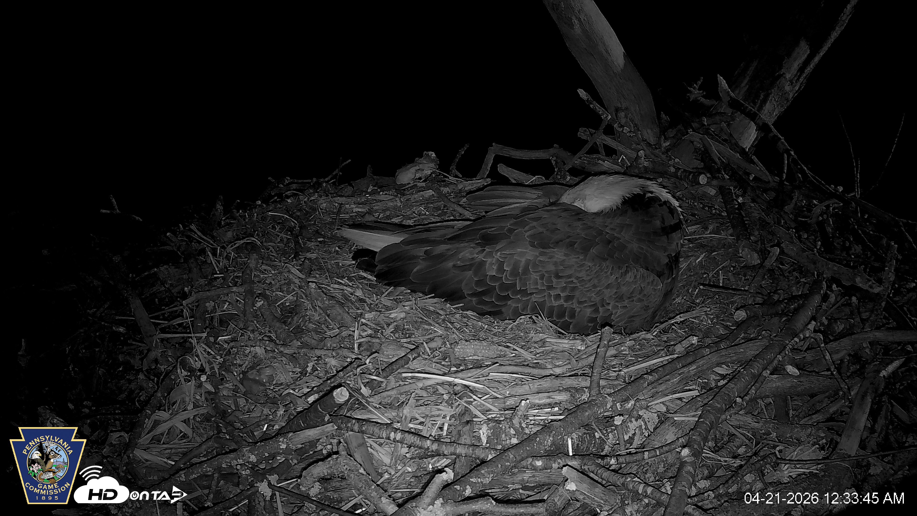 Snapshot of Hanover Eagles Live Cam taken Apr 21, 2026, 12:33am EDT