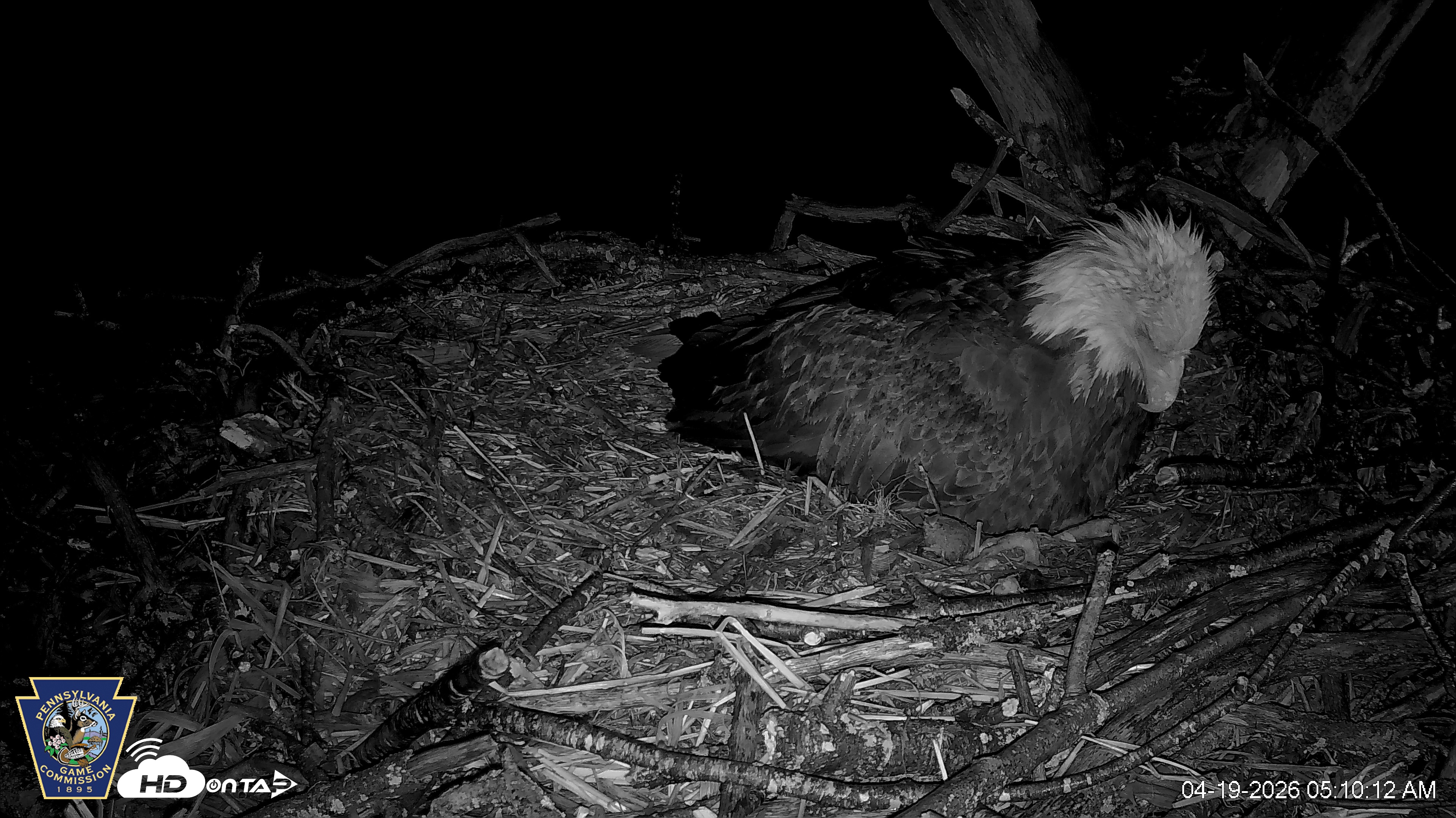 Snapshot of Hanover Eagles Live Cam taken Apr 19, 2026, 5:10am EDT