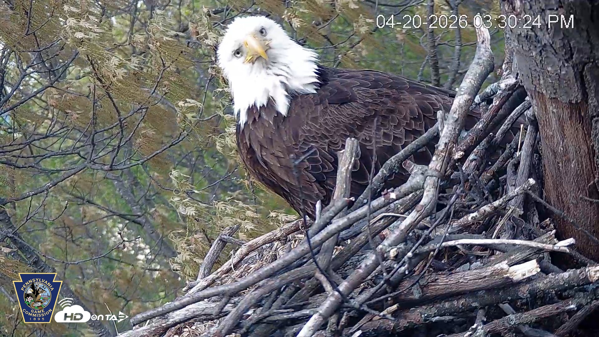 Snapshot of Hanover Eagles Live Cam taken Apr 20, 2026, 3:31pm EDT