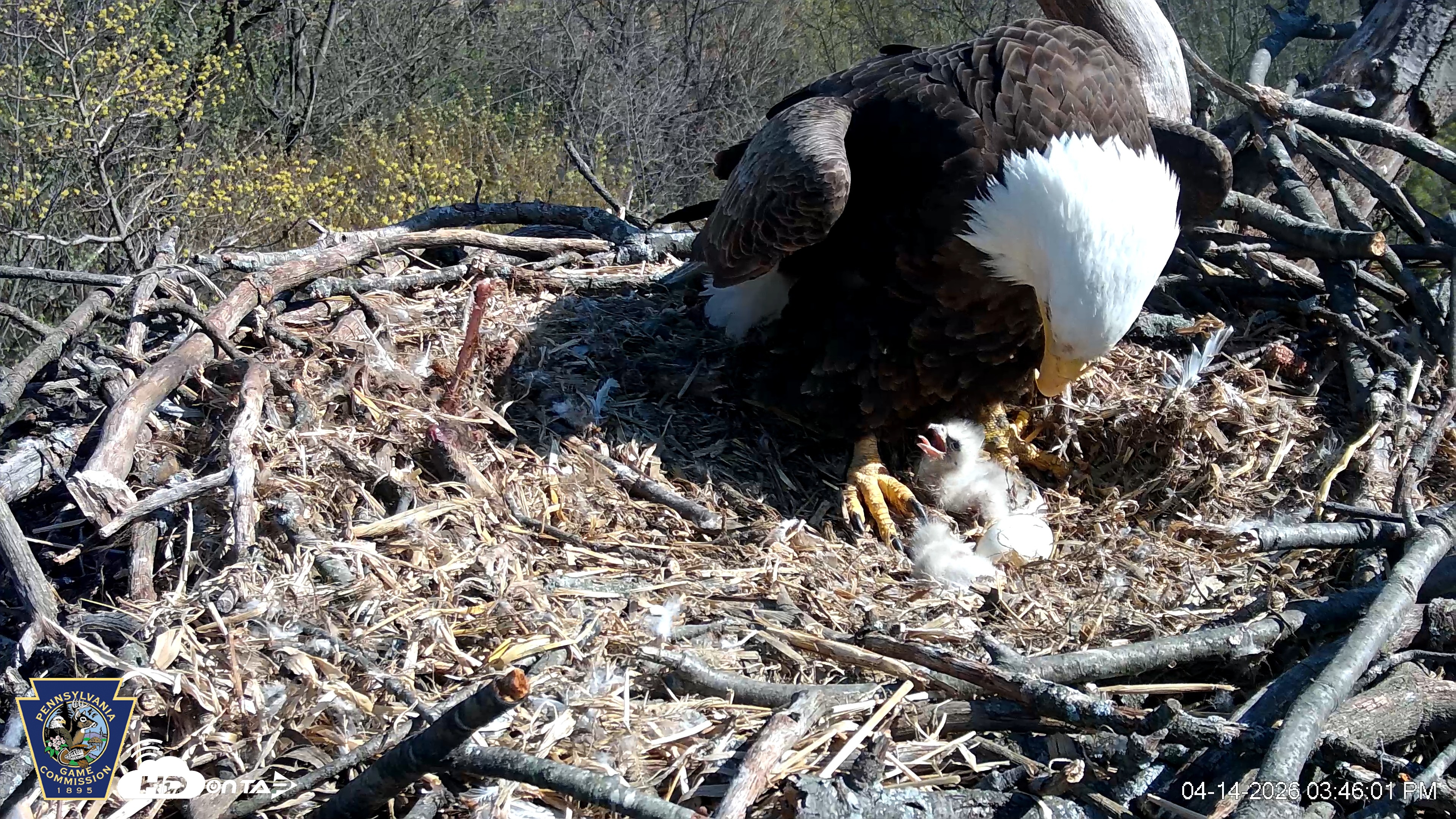 Snapshot of Hanover Eagles Live Cam taken Apr 14, 2026, 3:46pm EDT