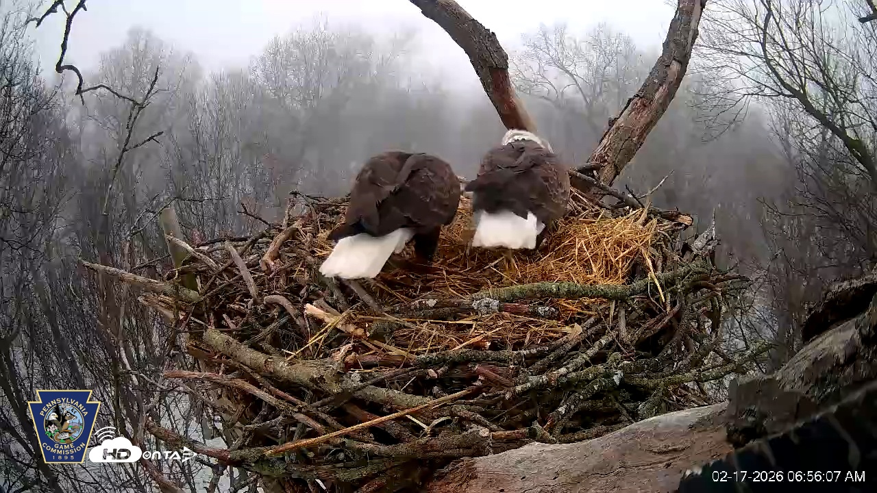 Snapshot of Hanover Eagles Live Cam taken Feb 17, 2026, 6:56am EST