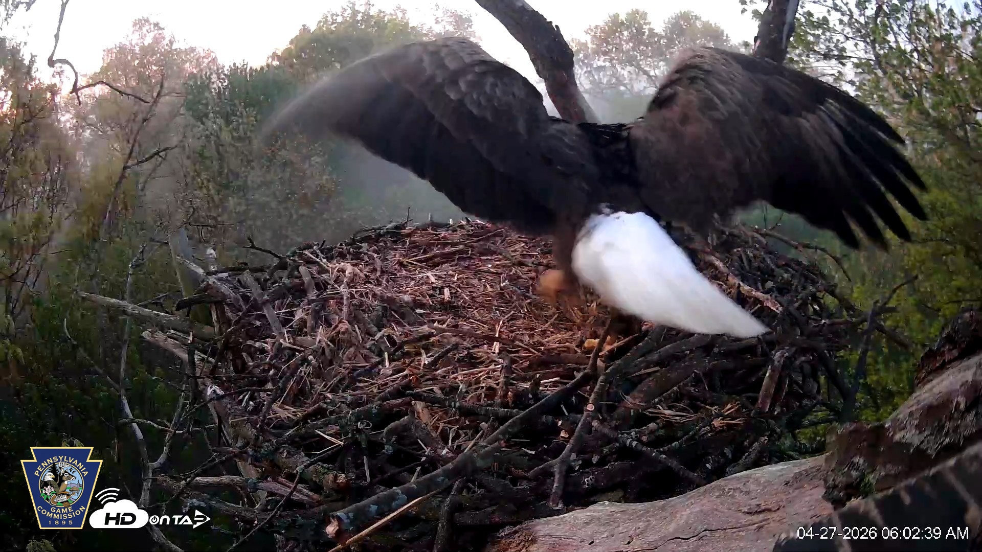 Snapshot of Hanover Eagles Live Cam taken Apr 27, 2026, 6:02am EDT