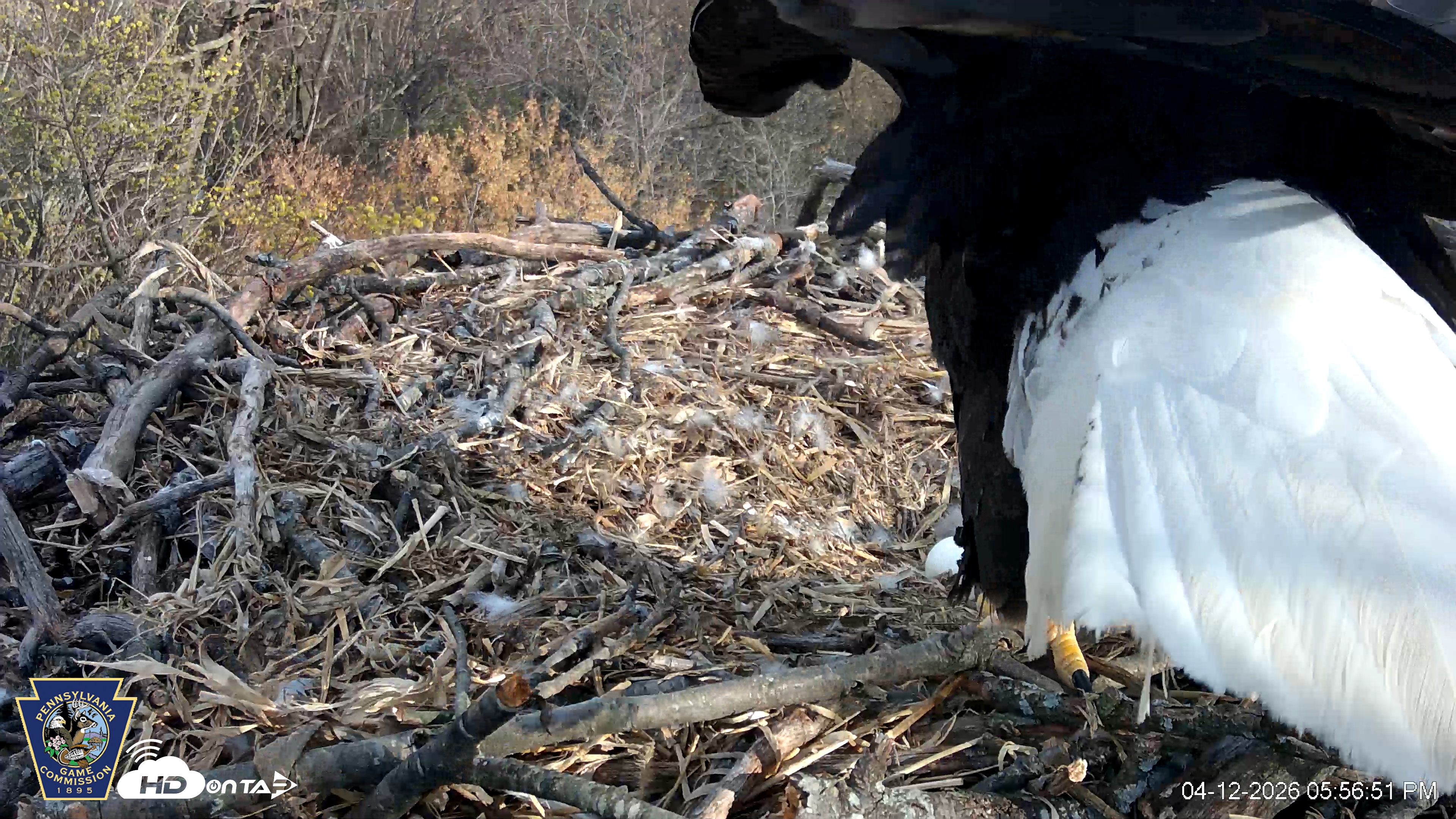 Snapshot of Hanover Eagles Live Cam taken Apr 12, 2026, 5:57pm EDT