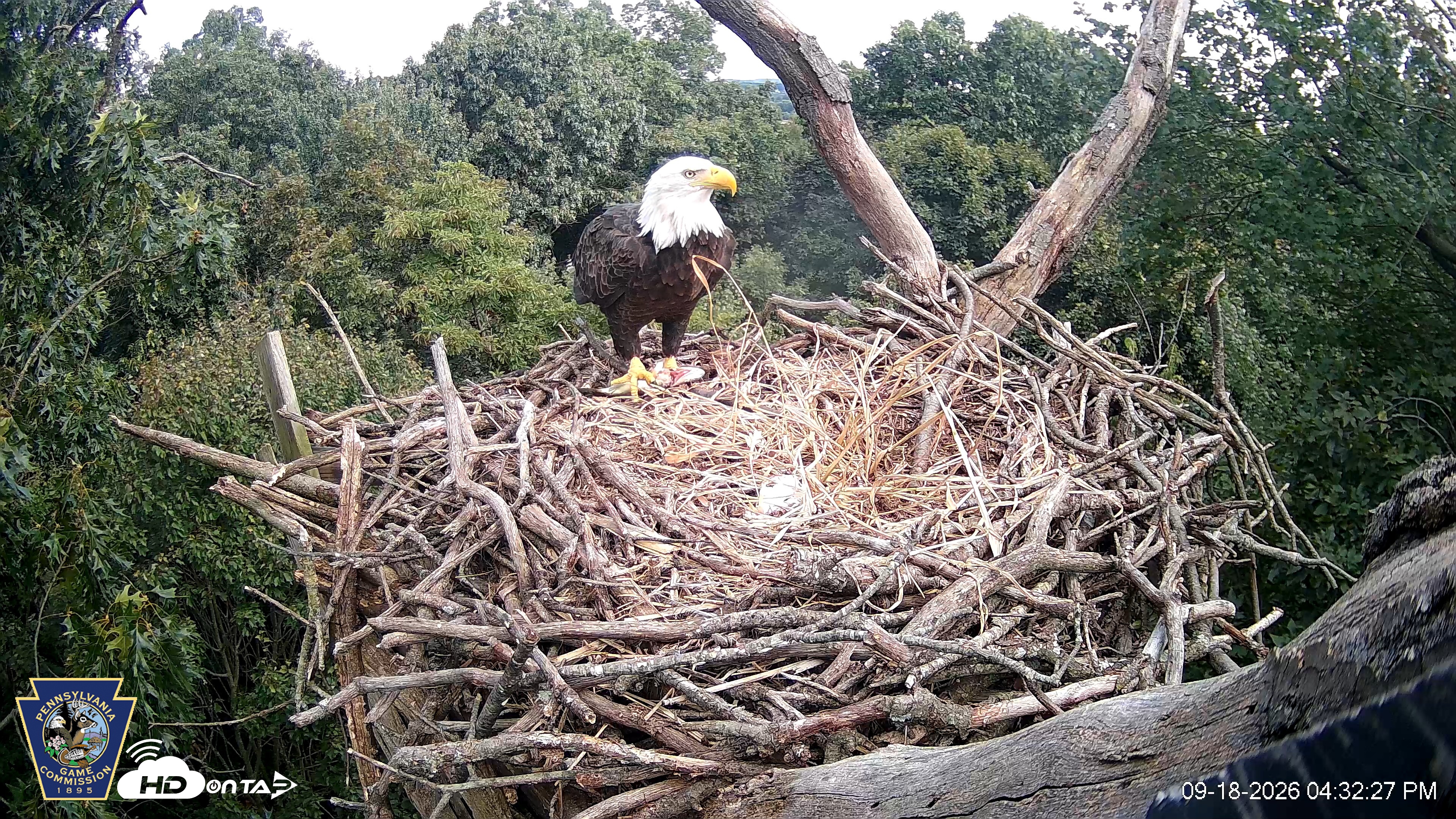 Snapshot of Hanover Eagles Live Cam taken Sep 18, 2026, 4:33pm EDT