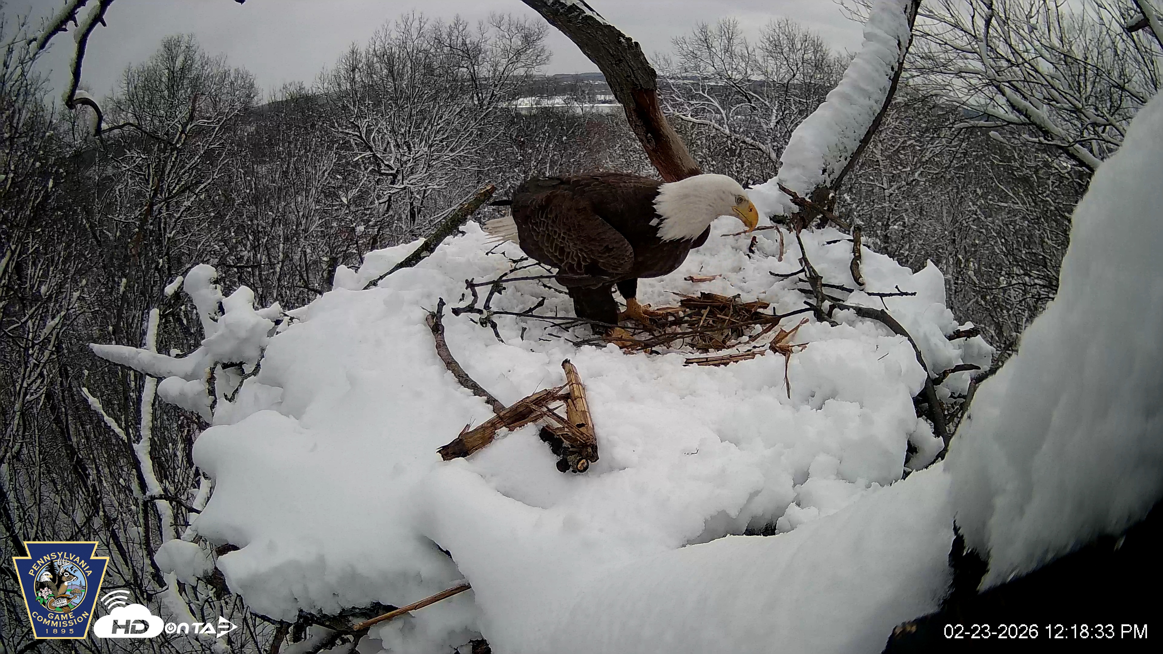Snapshot of Hanover Eagles Live Cam taken Feb 23, 2026, 12:19pm EST