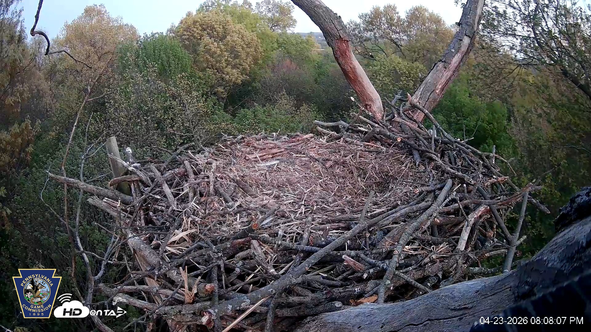 Snapshot of Hanover Eagles Live Cam taken Apr 23, 2026, 8:08pm EDT