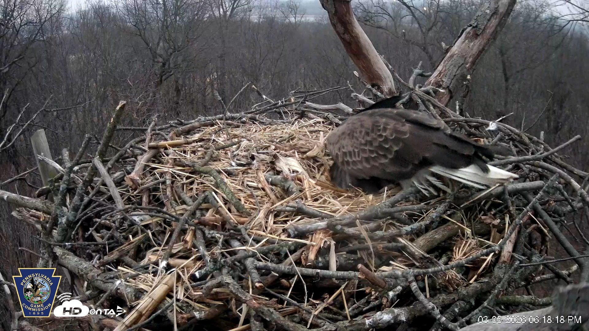 Snapshot of Hanover Eagles Live Cam taken Mar 5, 2026, 6:18pm EST