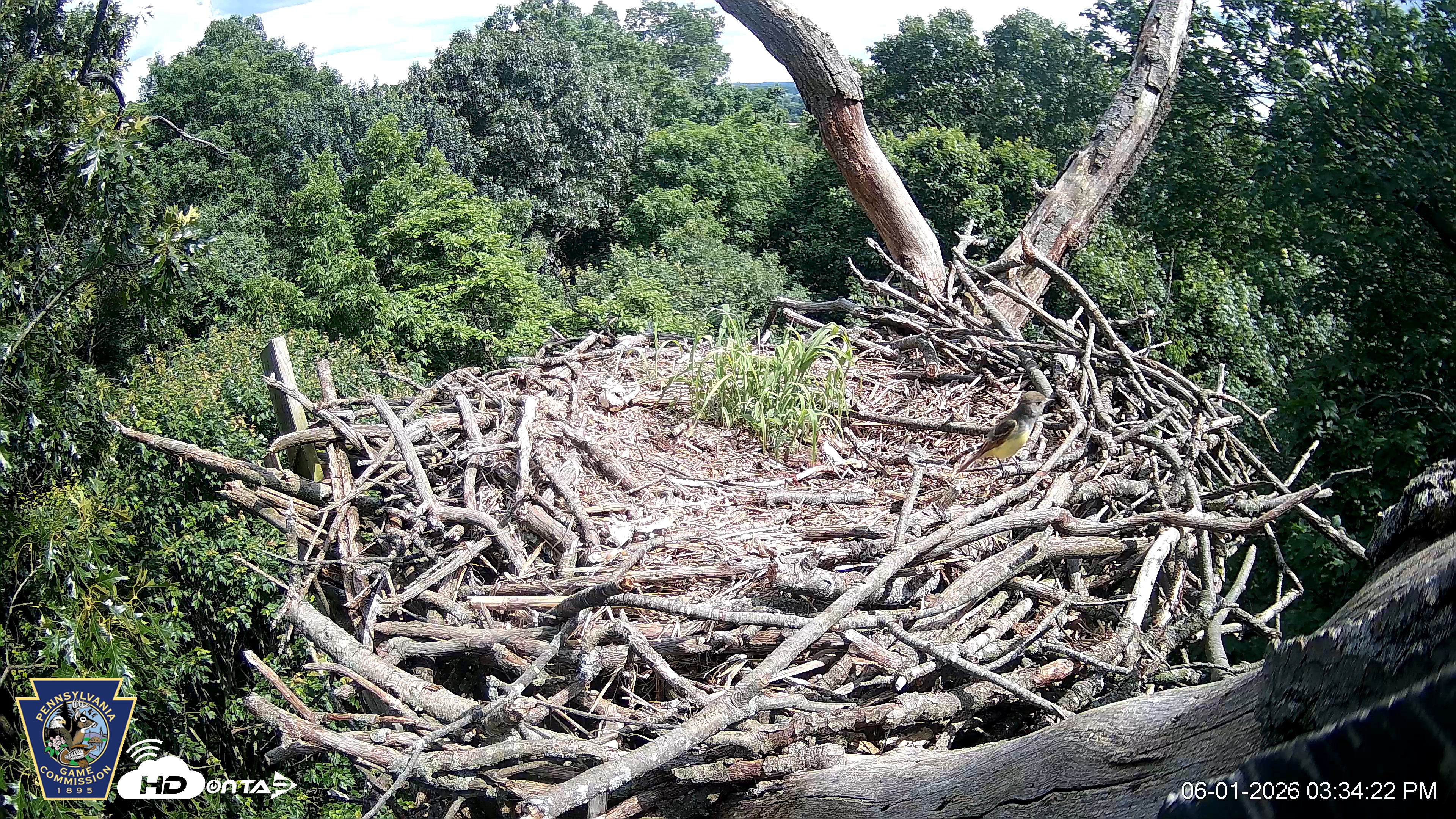 Snapshot of Hanover Eagles Live Cam taken Jun 1, 2026, 3:34pm EDT