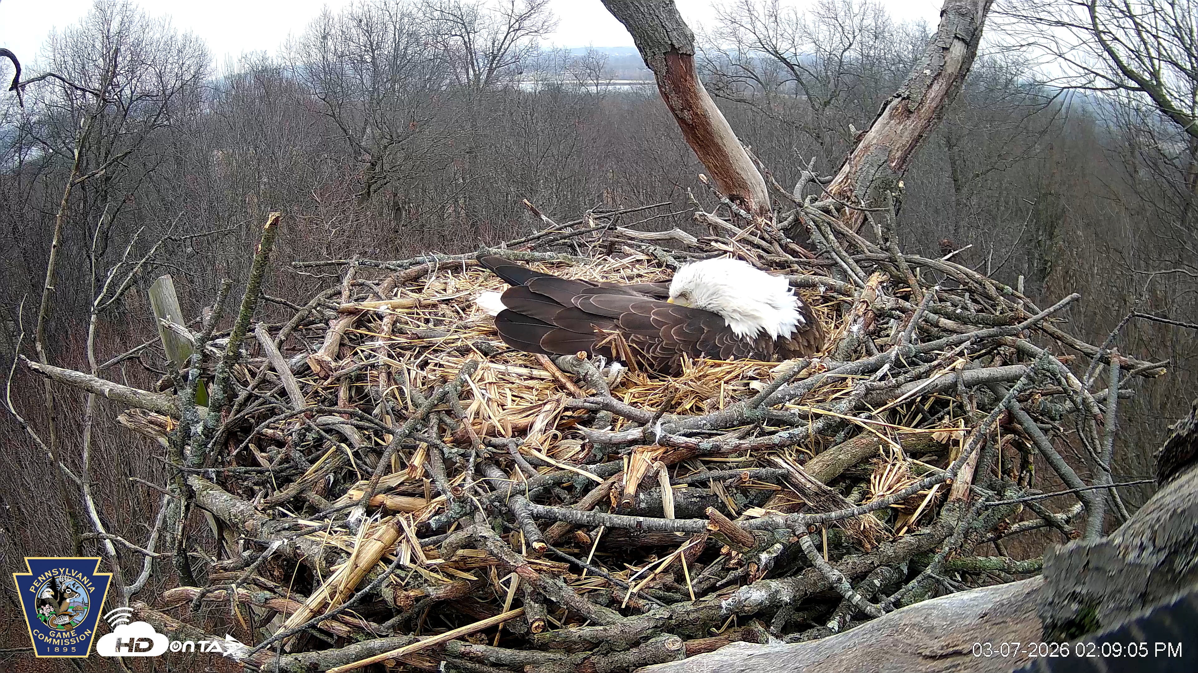 Snapshot of Hanover Eagles Live Cam taken Mar 7, 2026, 2:09pm EST