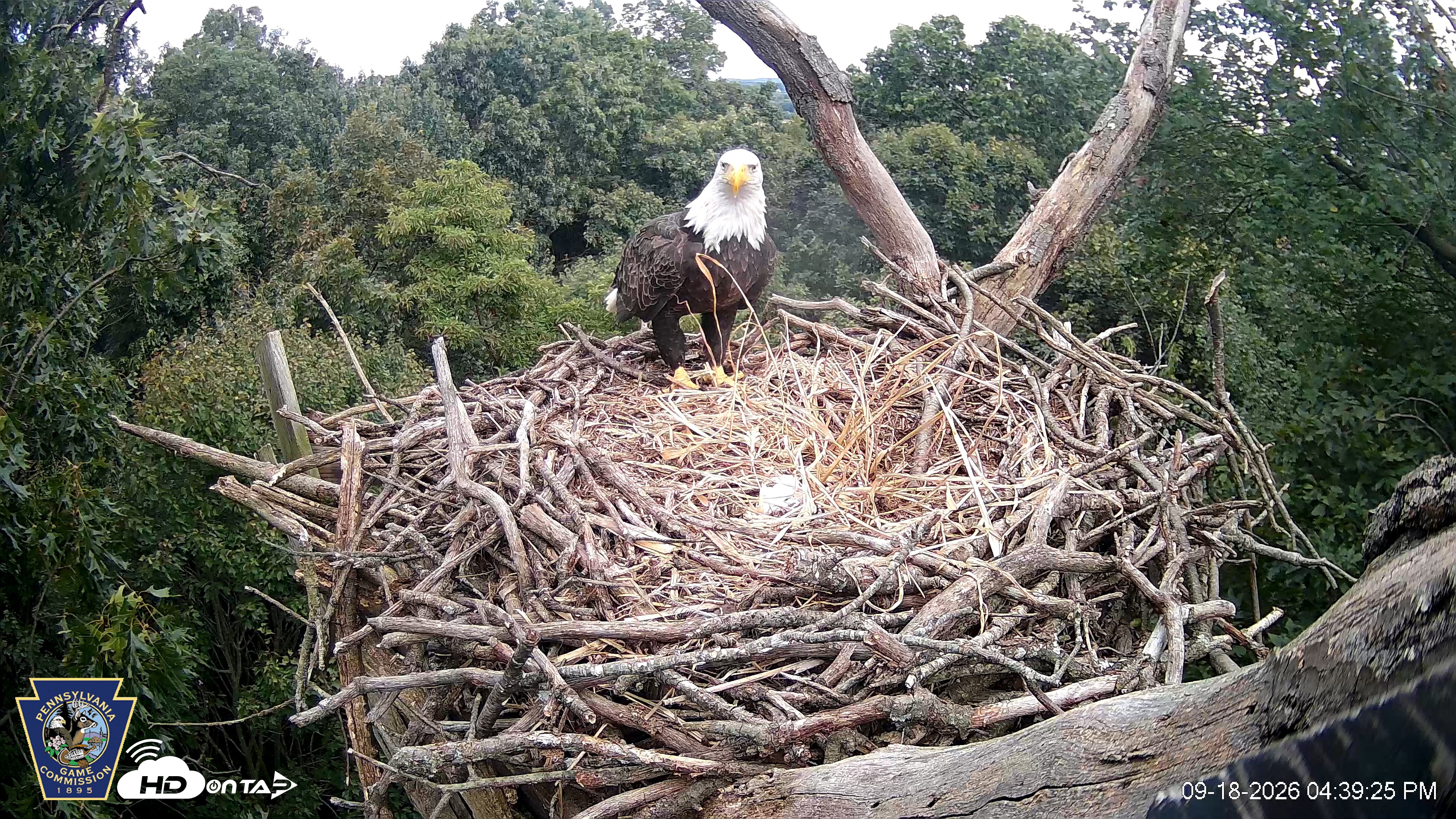 Snapshot of Hanover Eagles Live Cam taken Sep 18, 2026, 4:40pm EDT