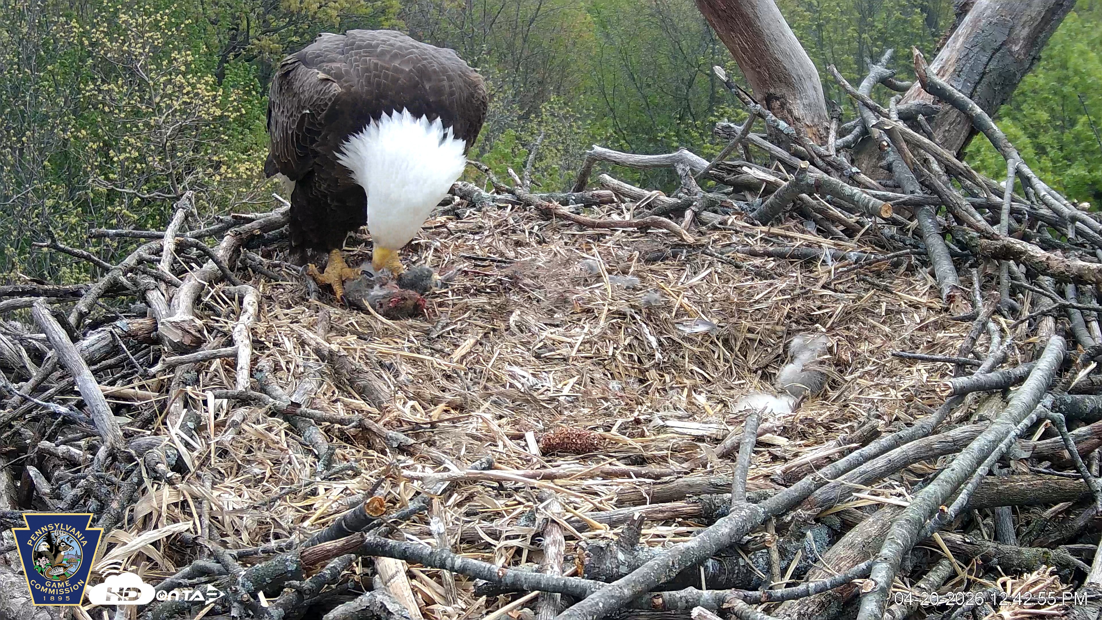 Snapshot of Hanover Eagles Live Cam taken Apr 20, 2026, 12:43pm EDT
