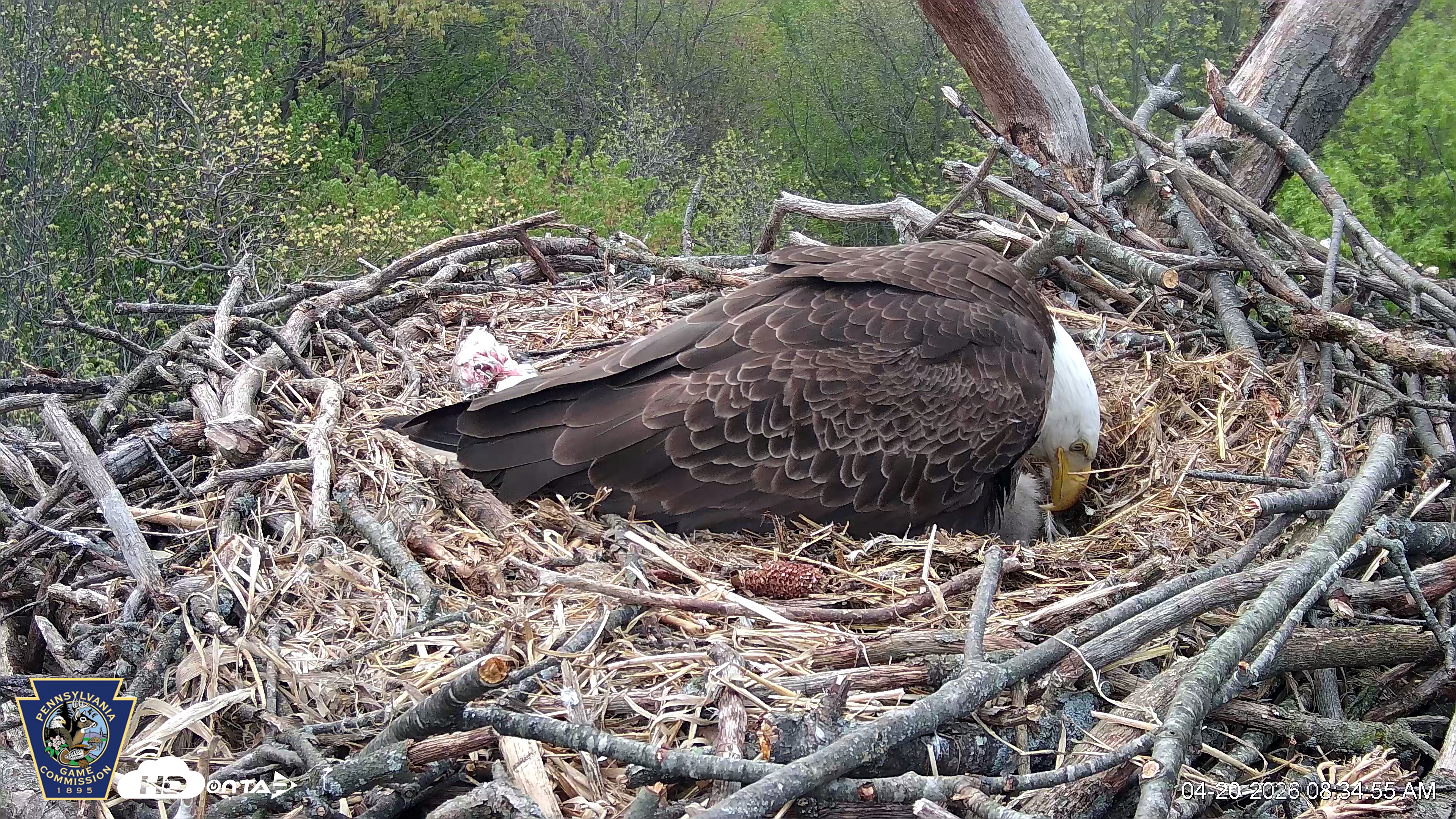 Snapshot of Hanover Eagles Live Cam taken Apr 20, 2026, 8:35am EDT