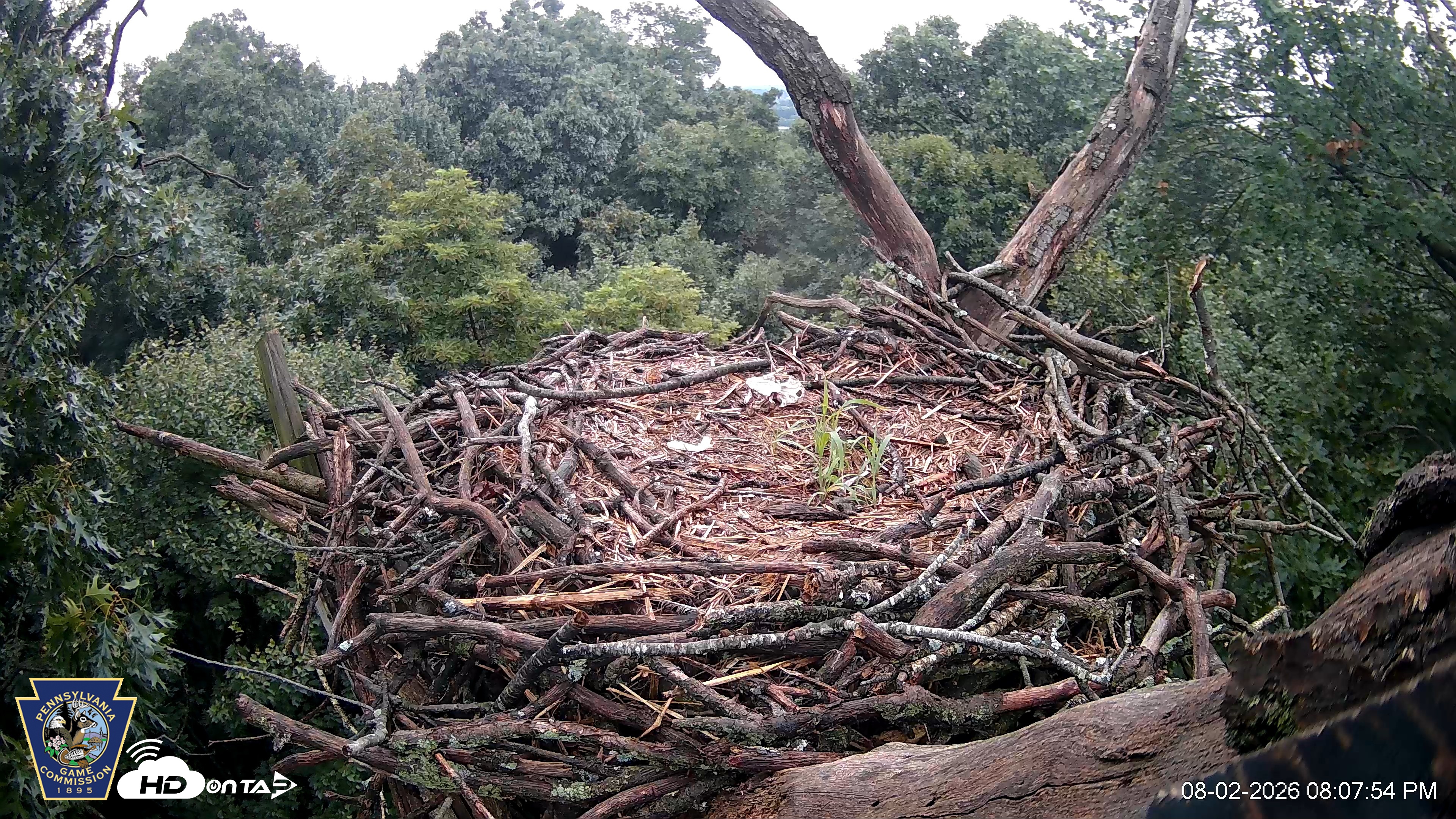Snapshot of Hanover Eagles Live Cam taken Aug 2, 2026, 8:08pm EDT