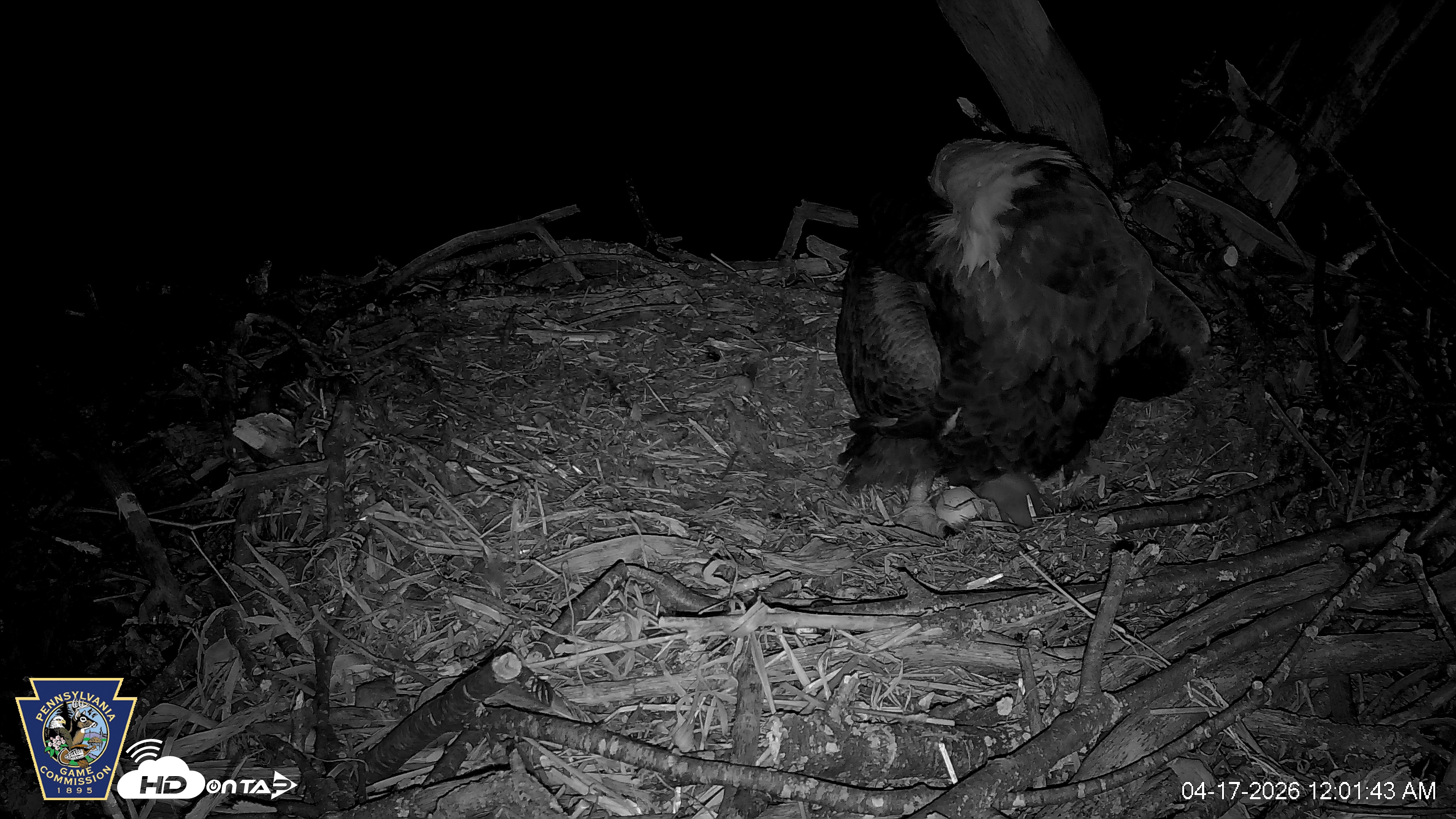 Snapshot of Hanover Eagles Live Cam taken Apr 17, 2026, 12:02am EDT