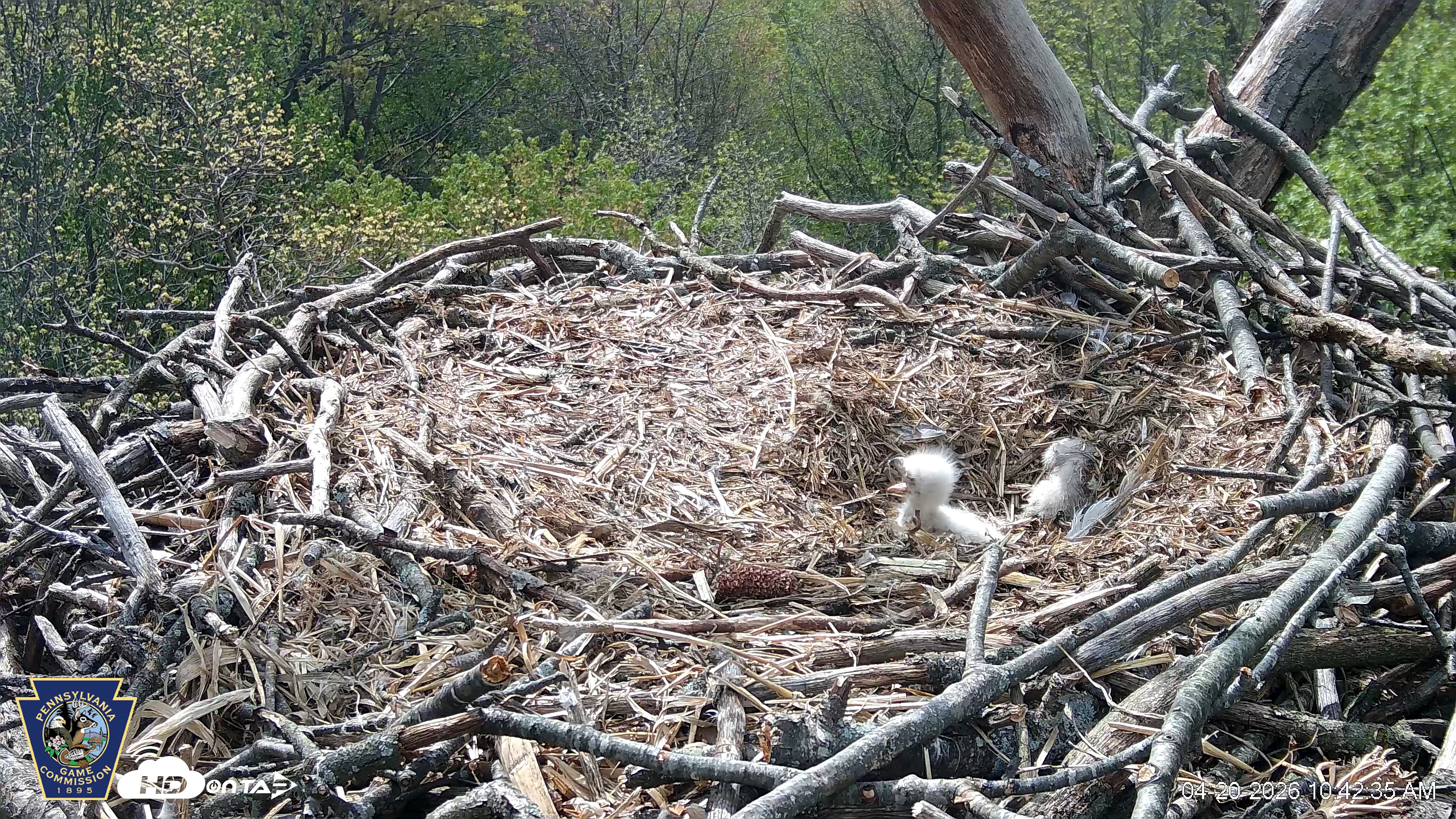 Snapshot of Hanover Eagles Live Cam taken Apr 20, 2026, 10:43am EDT