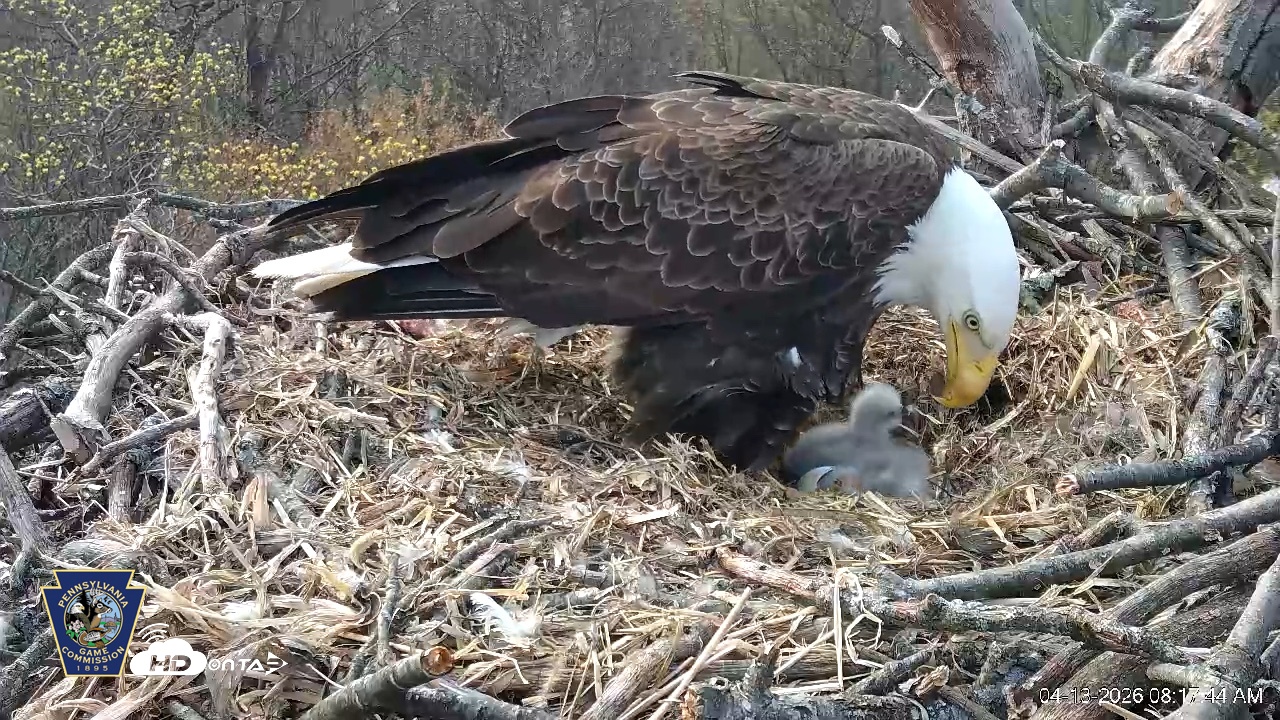 Snapshot of Hanover Eagles Live Cam taken Apr 13, 2026, 8:18am EDT