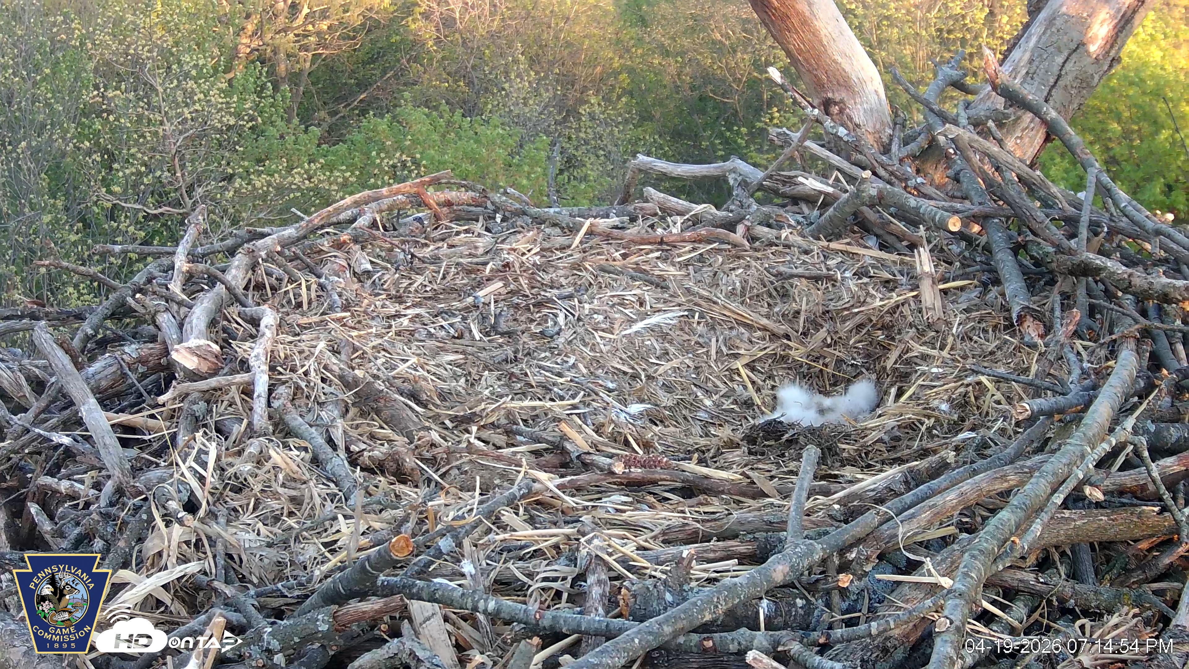 Snapshot of Hanover Eagles Live Cam taken Apr 19, 2026, 7:15pm EDT