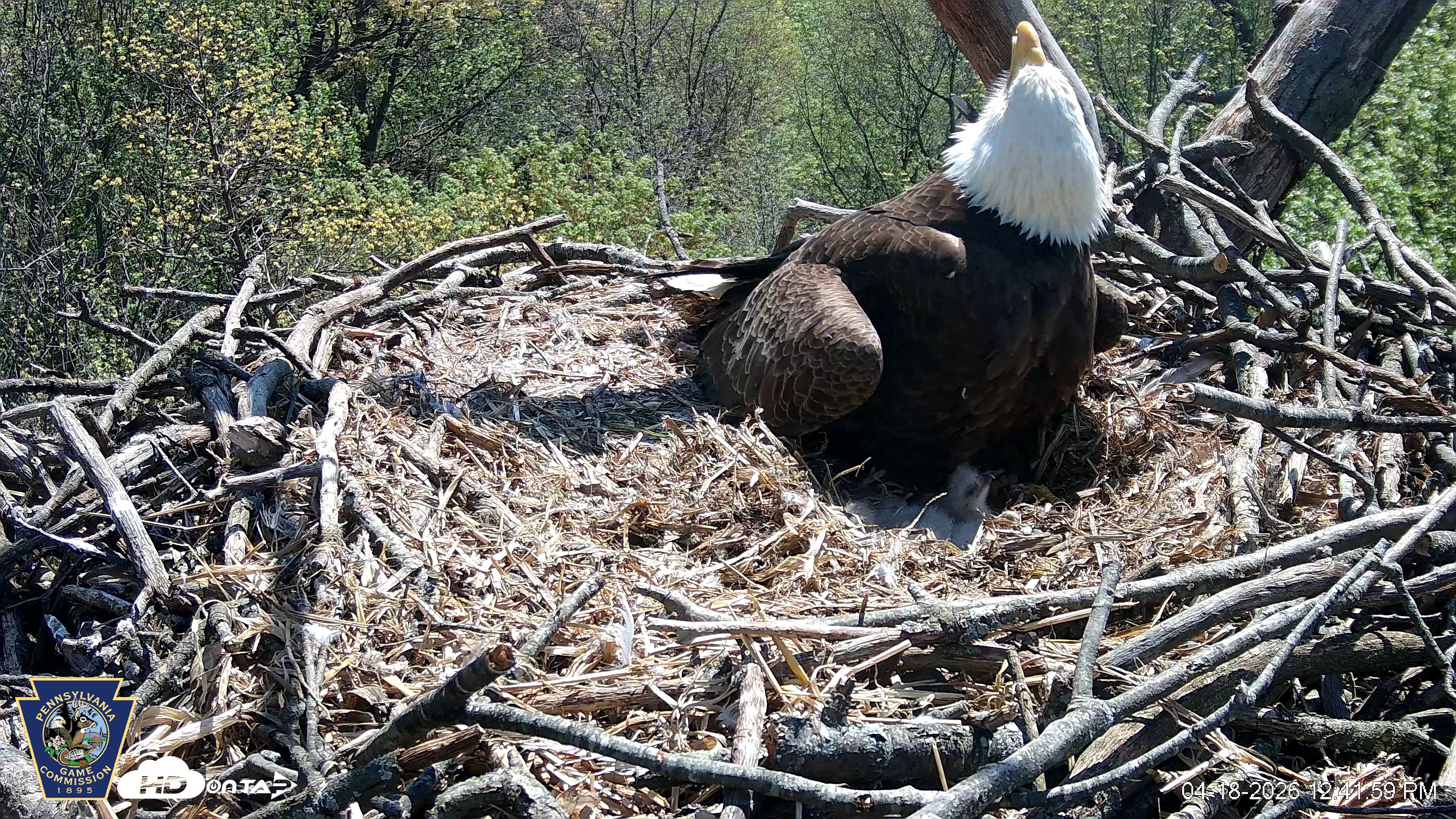 Snapshot of Hanover Eagles Live Cam taken Apr 18, 2026, 12:42pm EDT