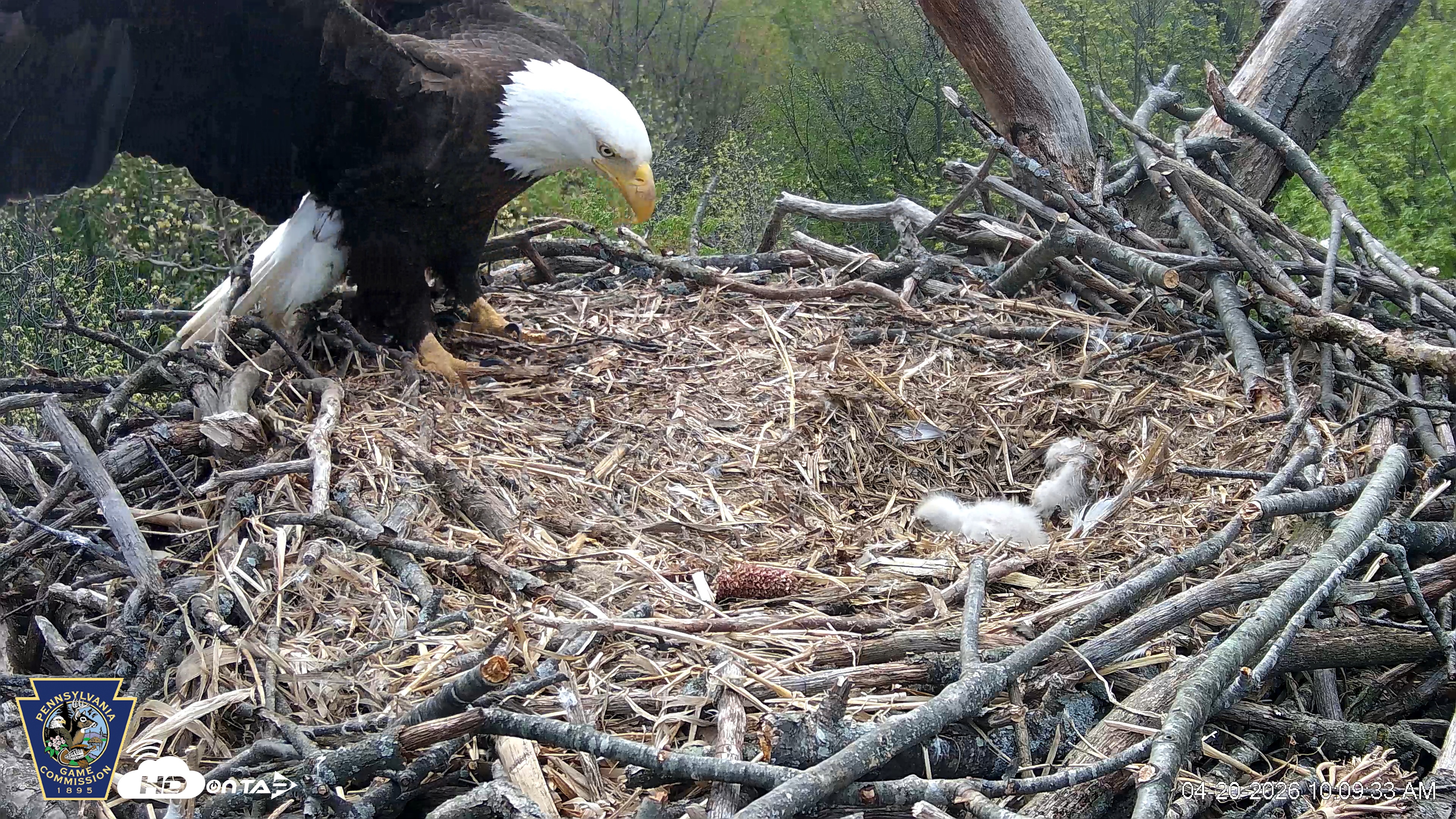 Snapshot of Hanover Eagles Live Cam taken Apr 20, 2026, 10:10am EDT