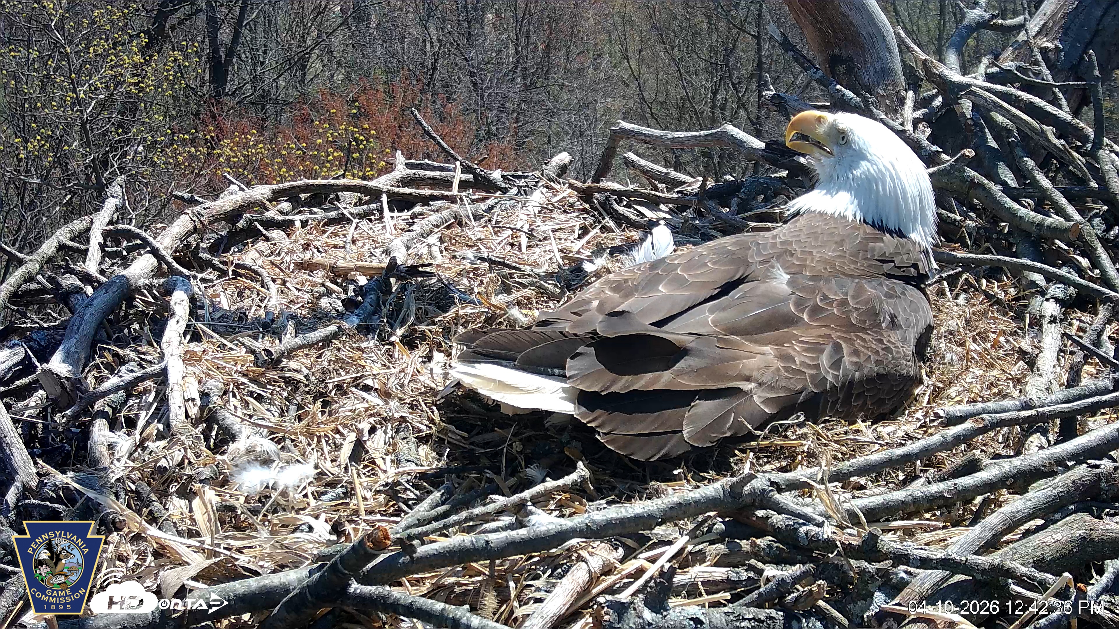 Snapshot of Hanover Eagles Live Cam taken Apr 10, 2026, 12:42pm EDT