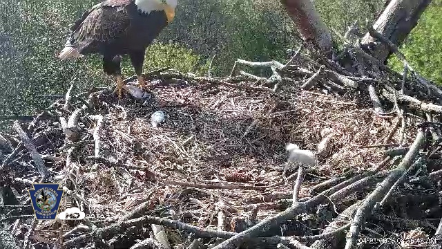 Snapshot of Hanover Eagles Live Cam taken Apr 20, 2026, 8:57am EDT