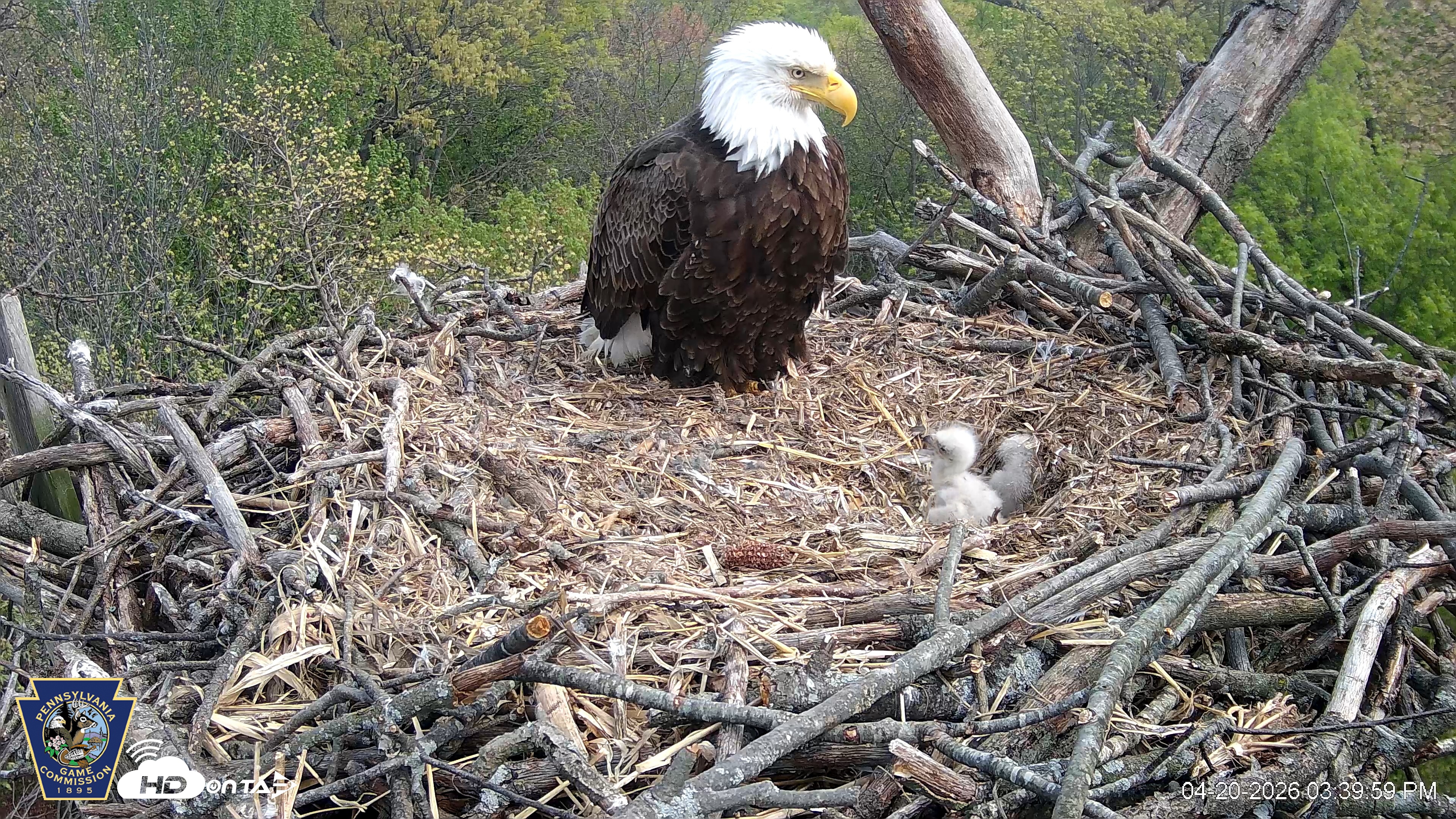 Snapshot of Hanover Eagles Live Cam taken Apr 20, 2026, 3:40pm EDT