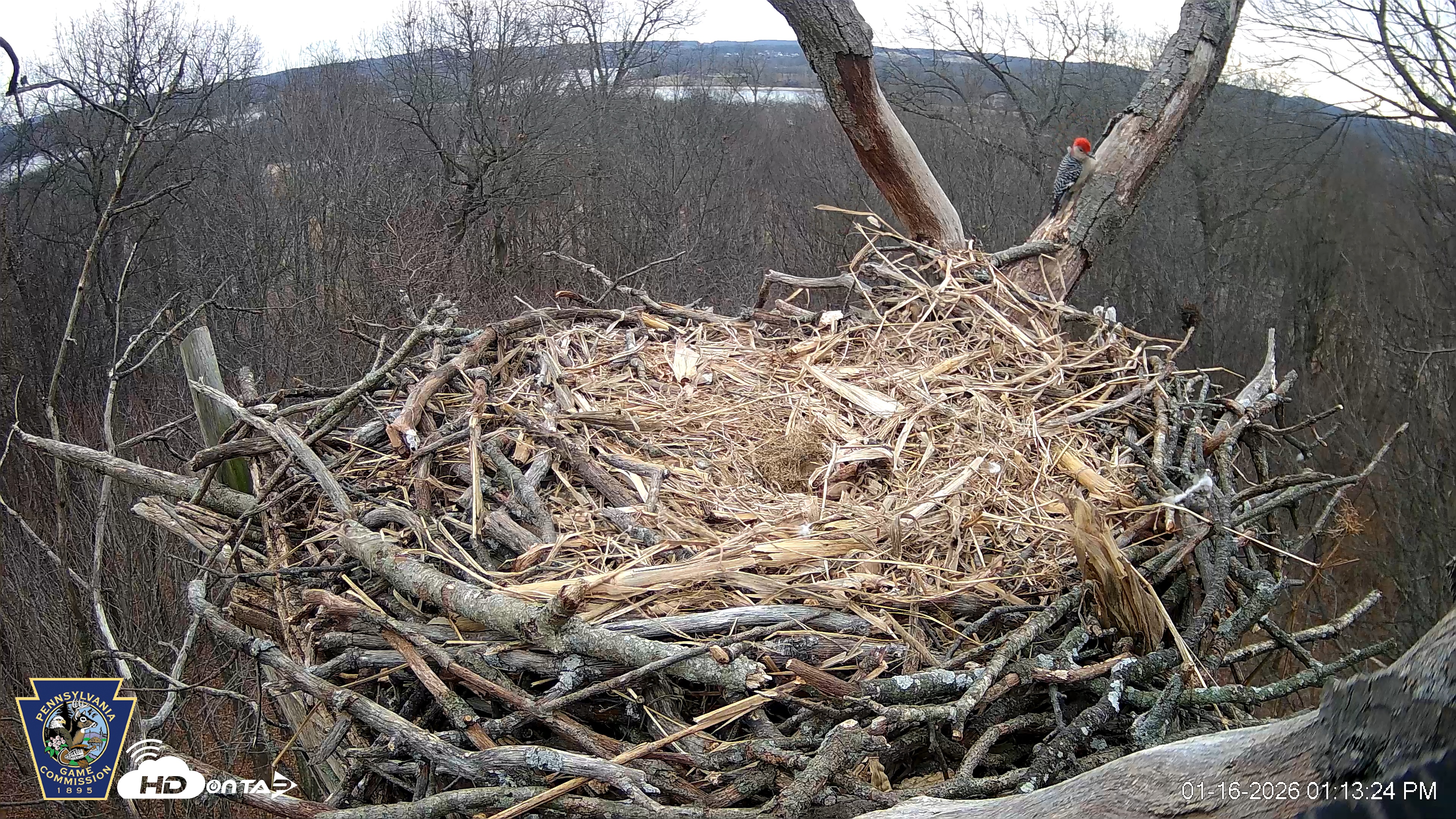 Snapshot of Hanover Eagles Live Cam taken Jan 16, 2026, 1:13pm EST