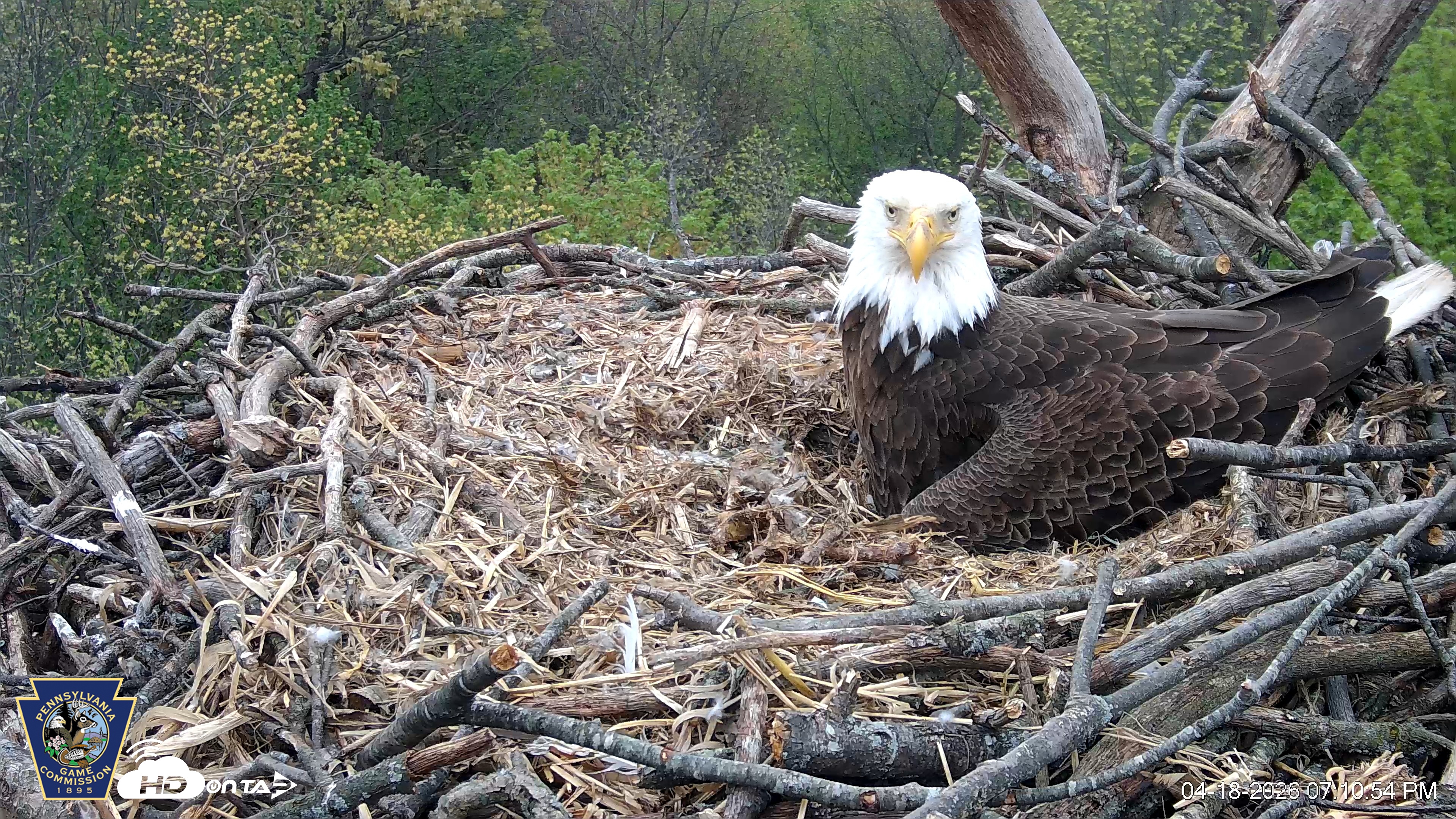 Snapshot of Hanover Eagles Live Cam taken Apr 18, 2026, 7:11pm EDT