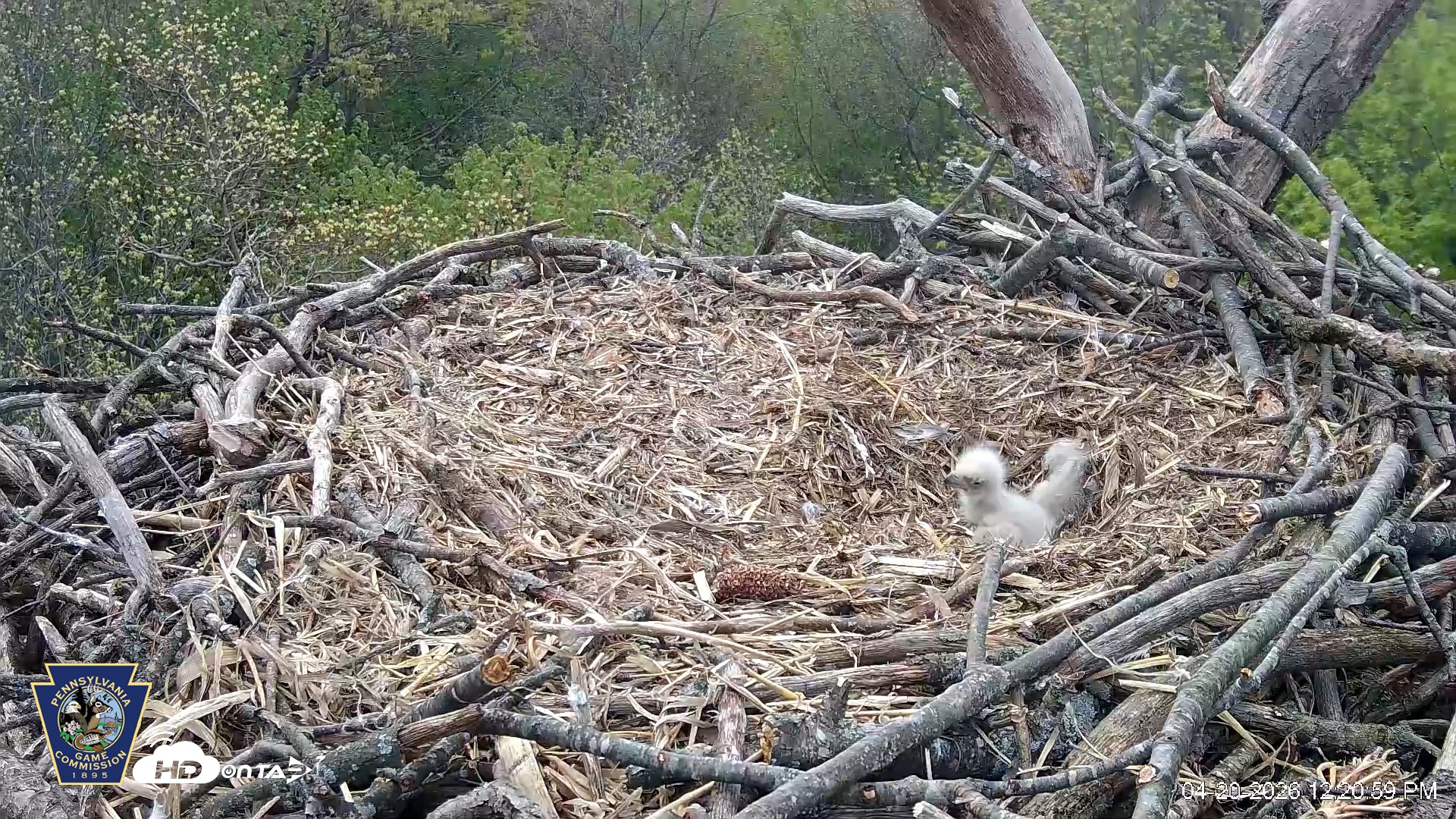 Snapshot of Hanover Eagles Live Cam taken Apr 20, 2026, 12:21pm EDT