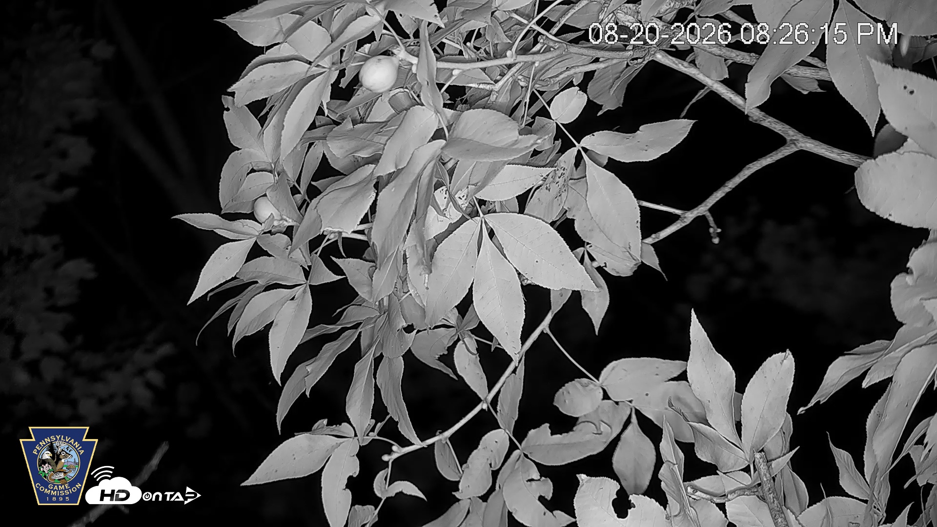 Snapshot of Hanover Eagles Live Cam taken Aug 20, 2026, 8:27pm EDT
