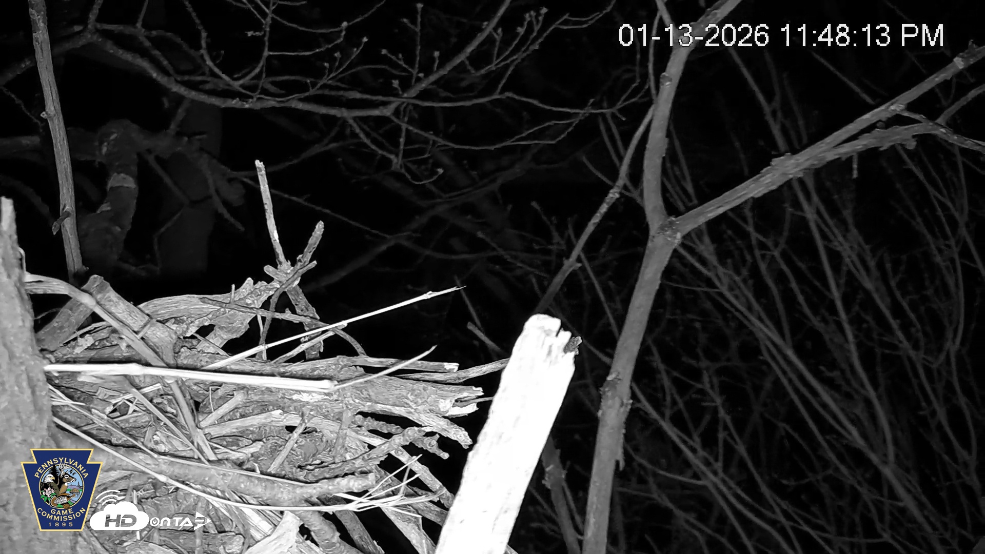 Snapshot of Hanover Eagles Live Cam taken Jan 13, 2026, 11:48pm EST