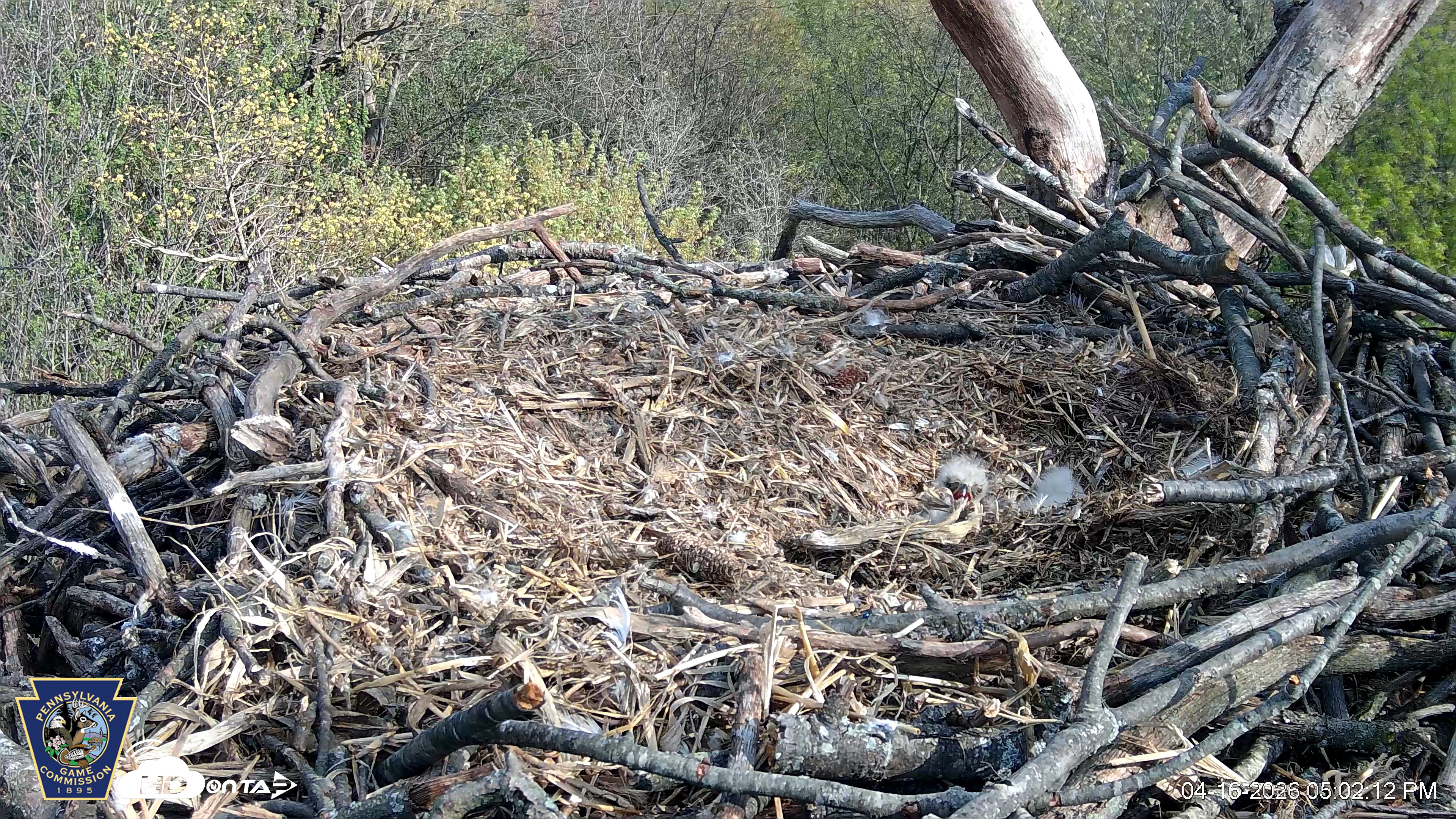 Snapshot of Hanover Eagles Live Cam taken Apr 16, 2026, 5:02pm EDT