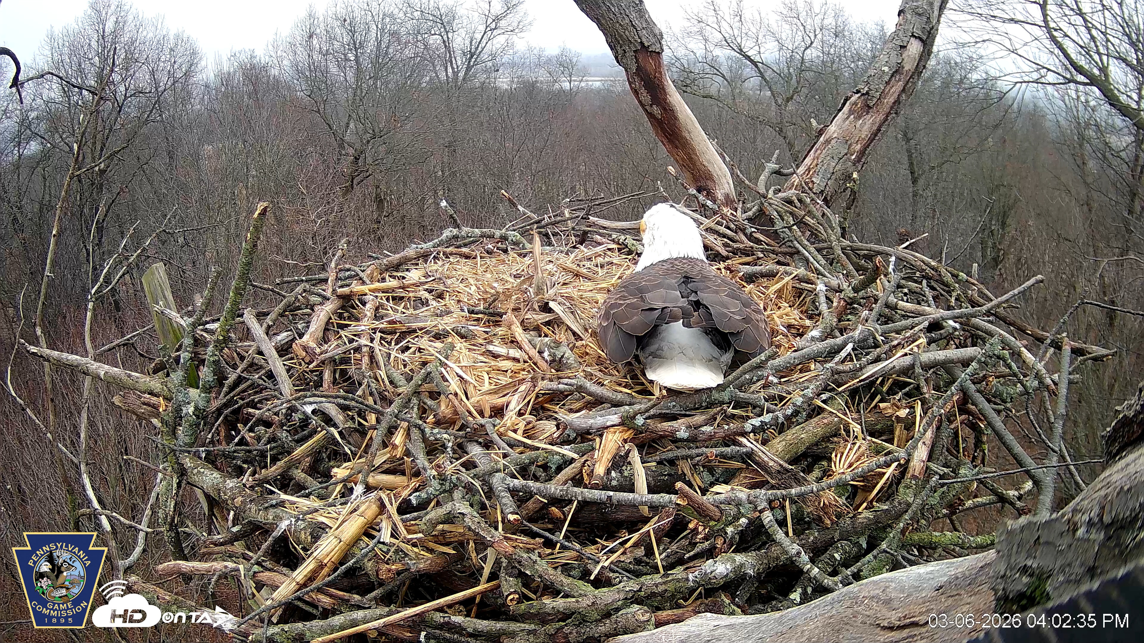 Snapshot of Hanover Eagles Live Cam taken Mar 6, 2026, 4:03pm EST