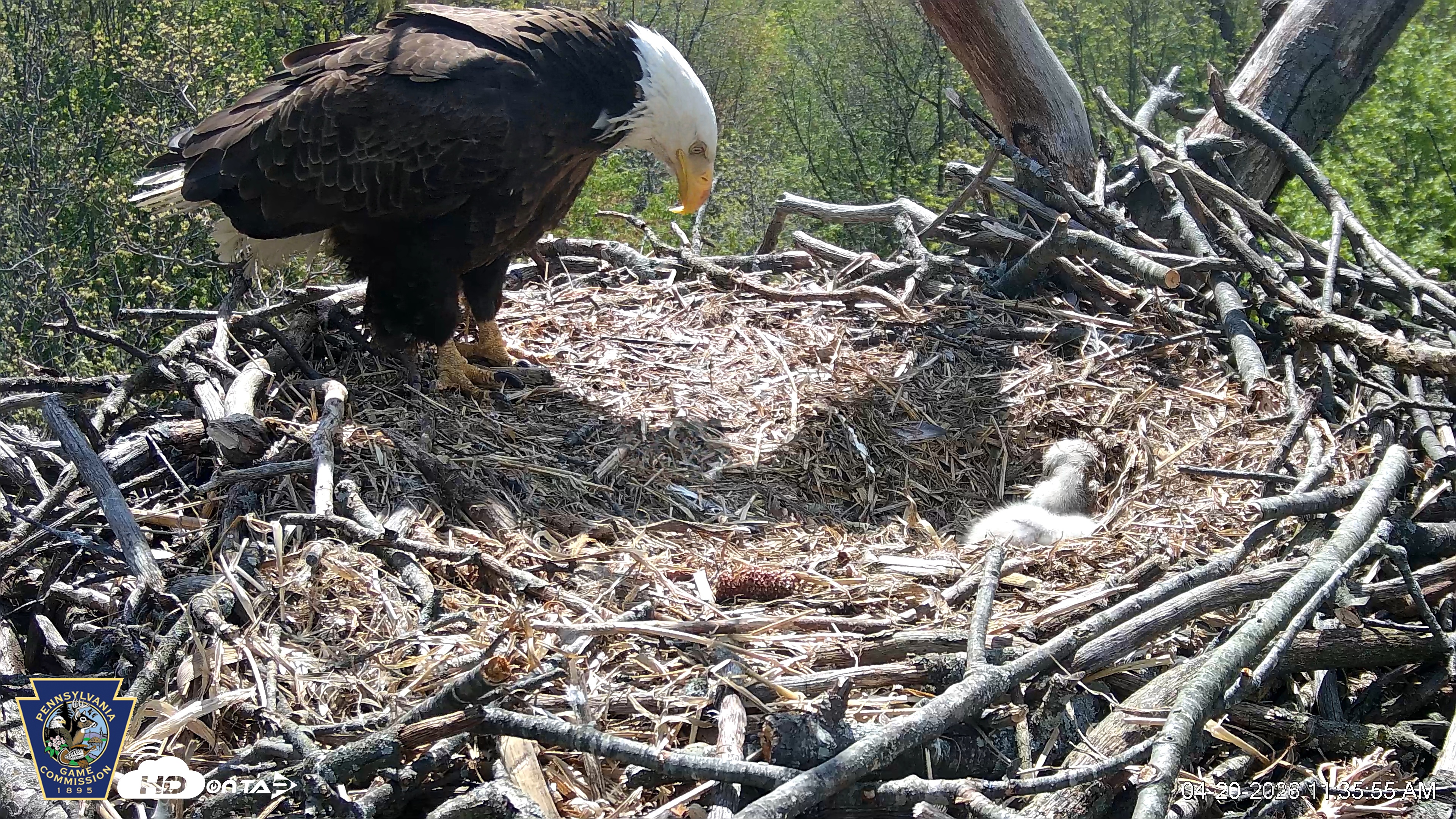 Snapshot of Hanover Eagles Live Cam taken Apr 20, 2026, 11:36am EDT