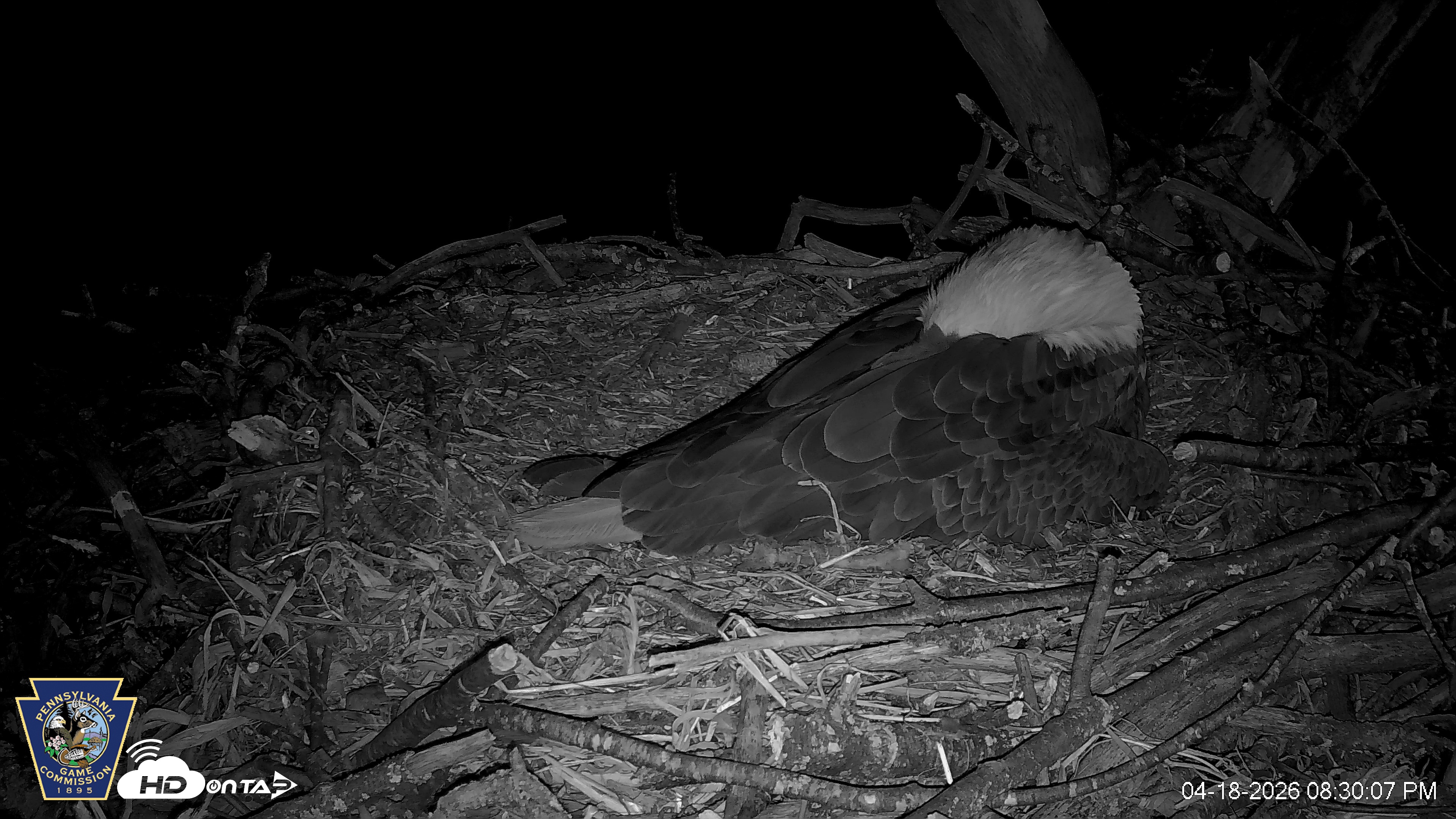 Snapshot of Hanover Eagles Live Cam taken Apr 18, 2026, 8:32pm EDT