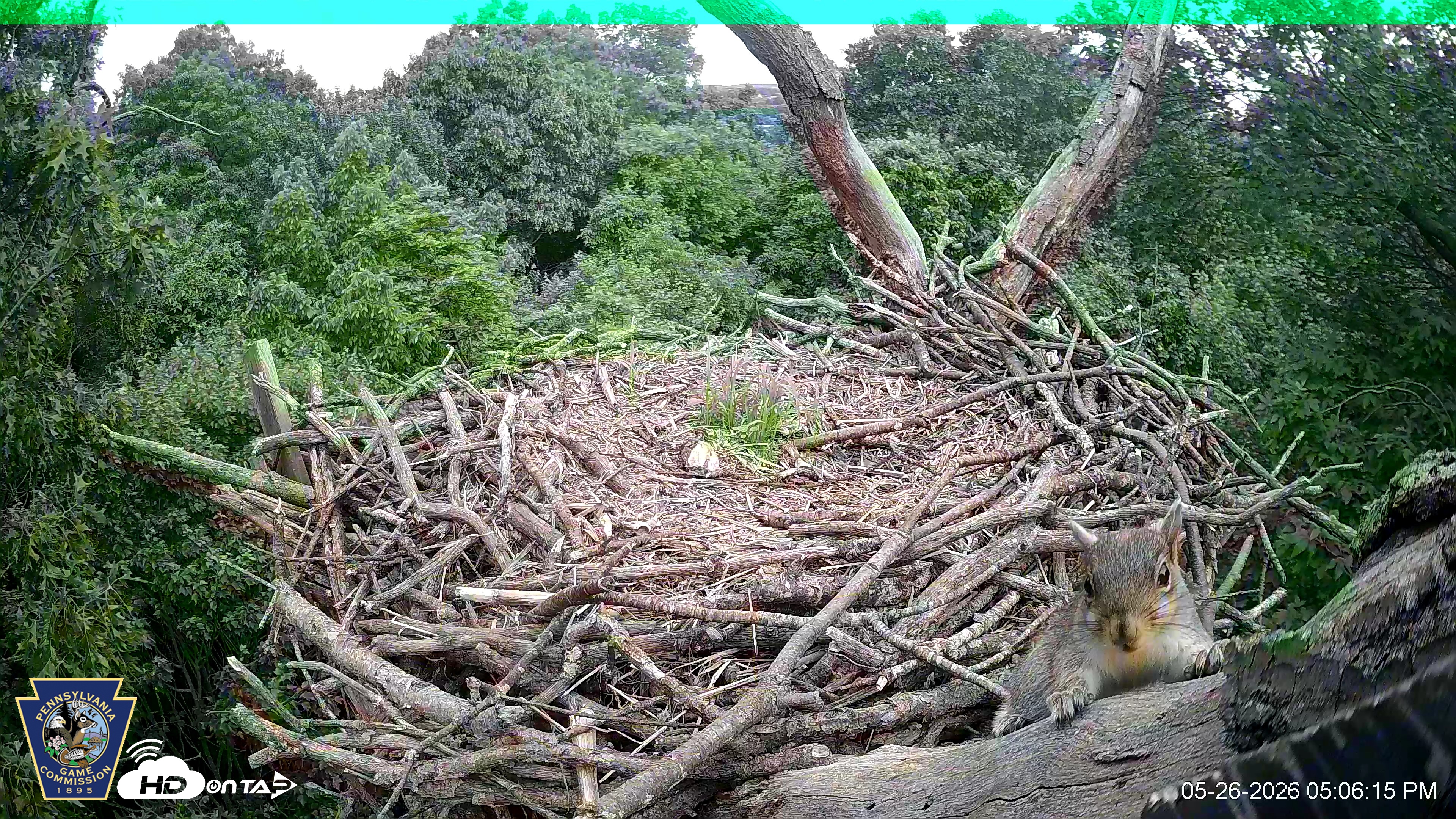 Snapshot of Hanover Eagles Live Cam taken May 26, 2026, 5:06pm EDT