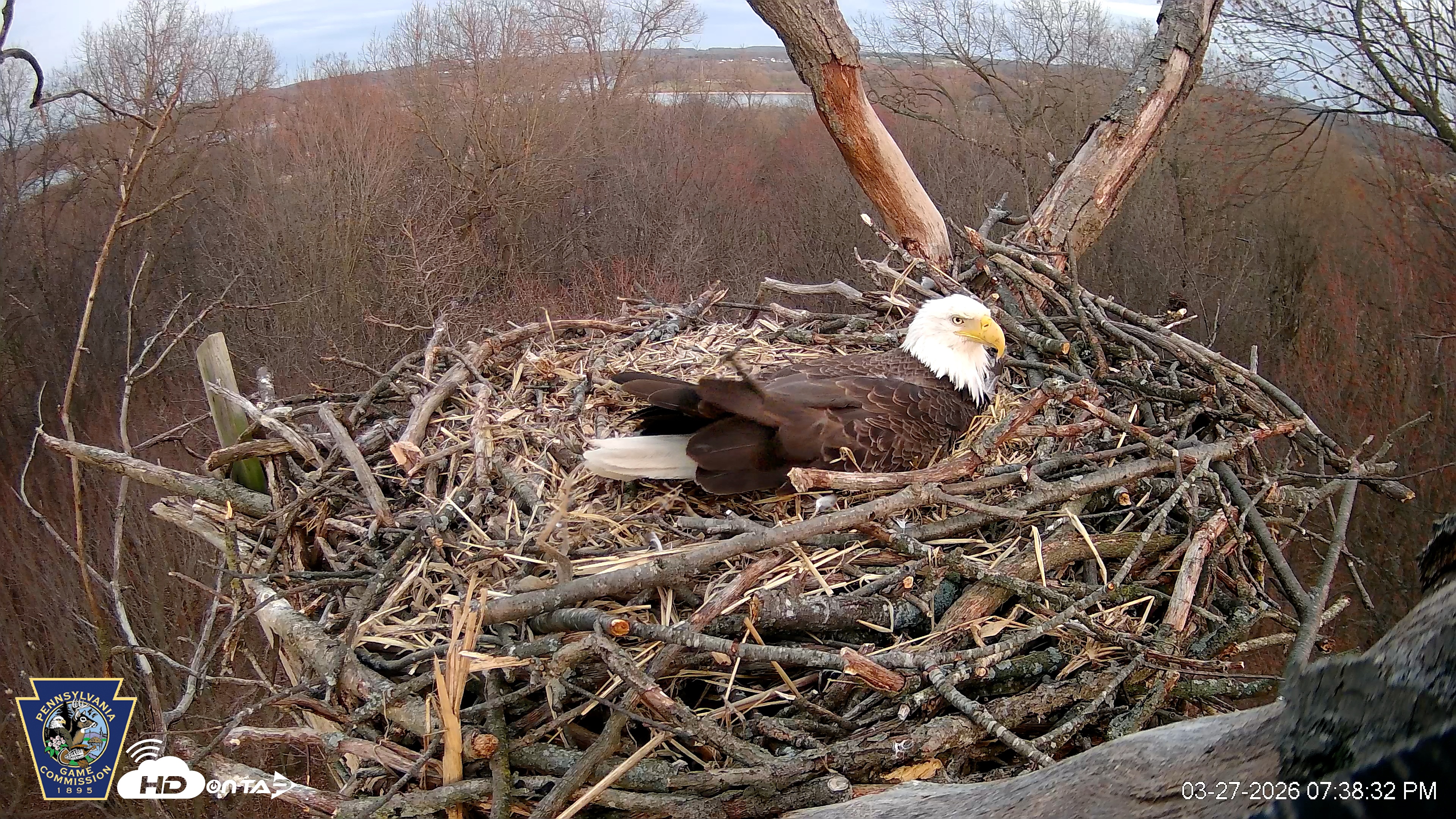 Snapshot of Hanover Eagles Live Cam taken Mar 27, 2026, 7:39pm EDT