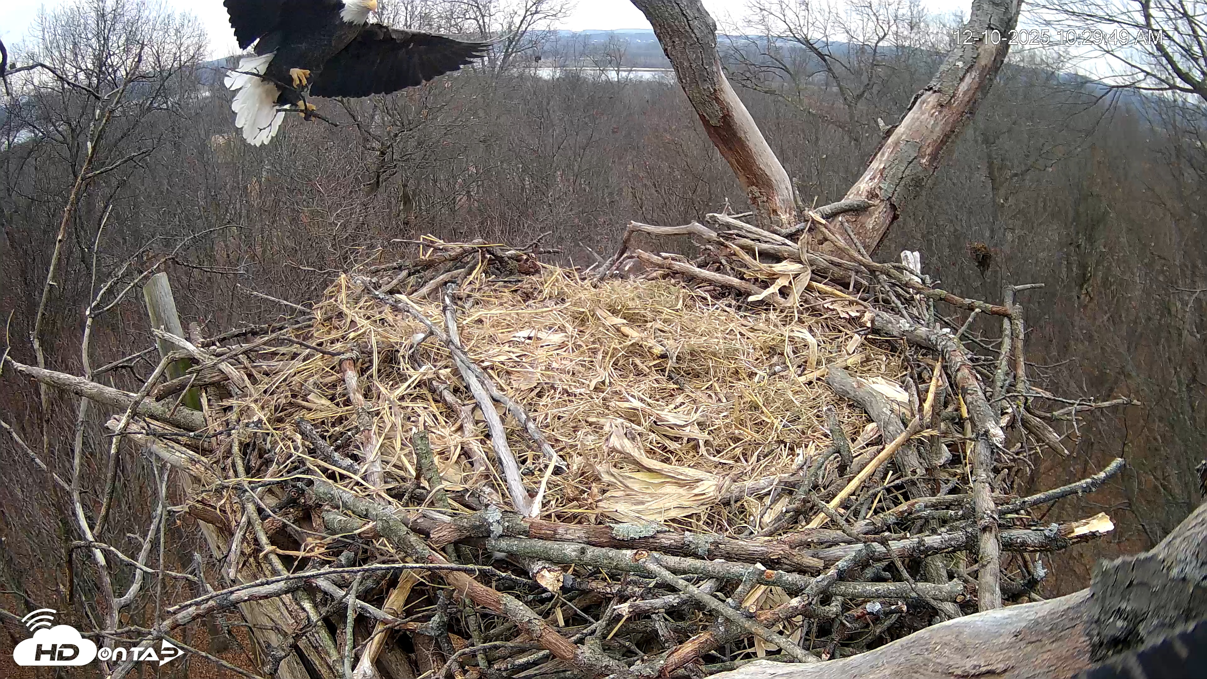 Snapshot of Hanover Eagles Live Cam taken Dec 10, 2025, 10:30am EST