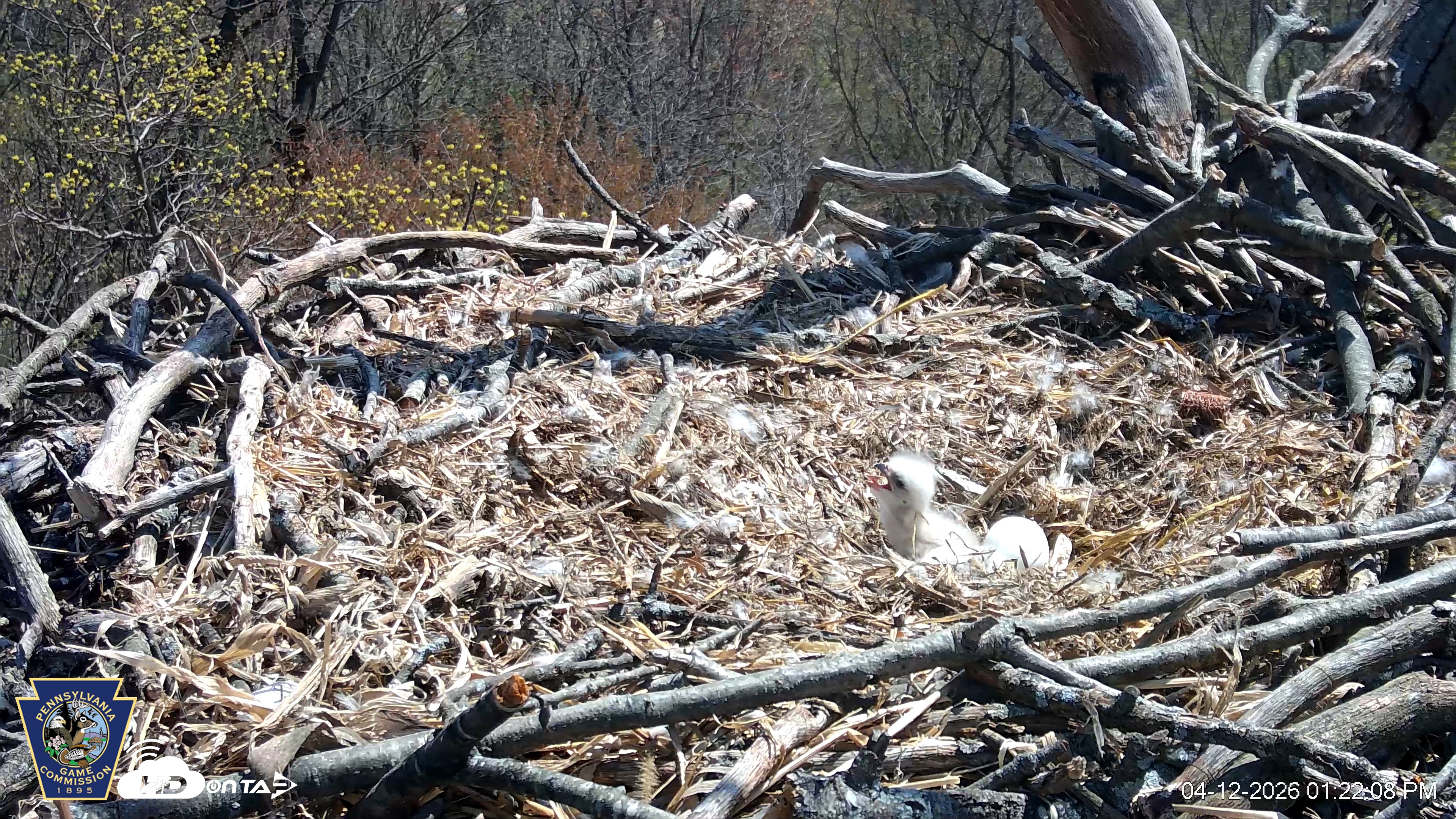 Snapshot of Hanover Eagles Live Cam taken Apr 12, 2026, 1:22pm EDT